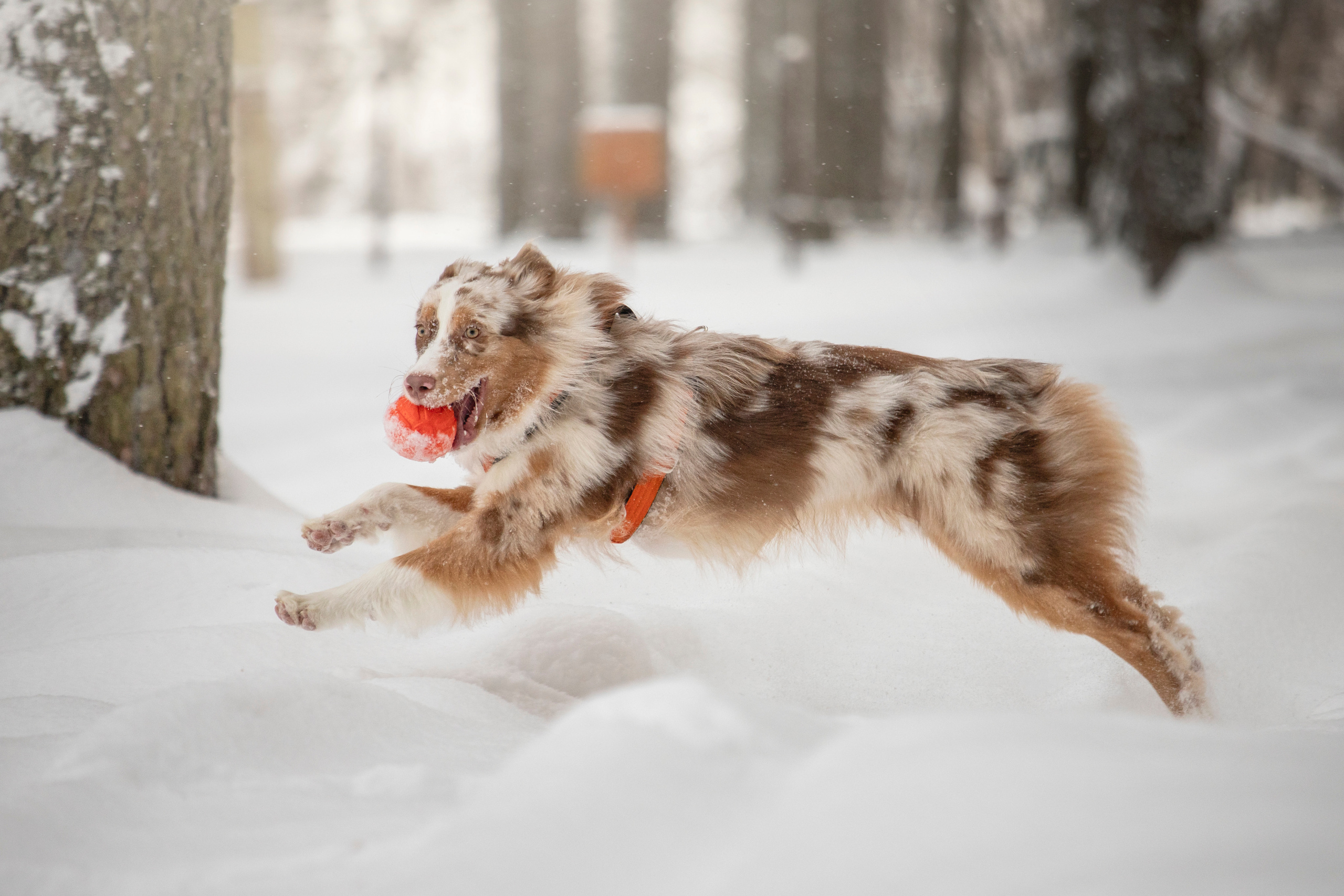 Делик, Скай и их семья. Фотограф — Анималист | Санкт-Петербург