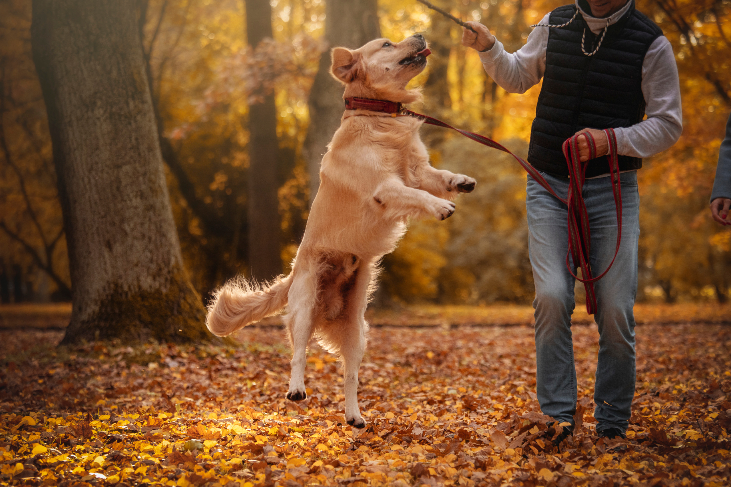 Лёвушка и его семья. Фотограф — Анималист | Санкт-Петербург
