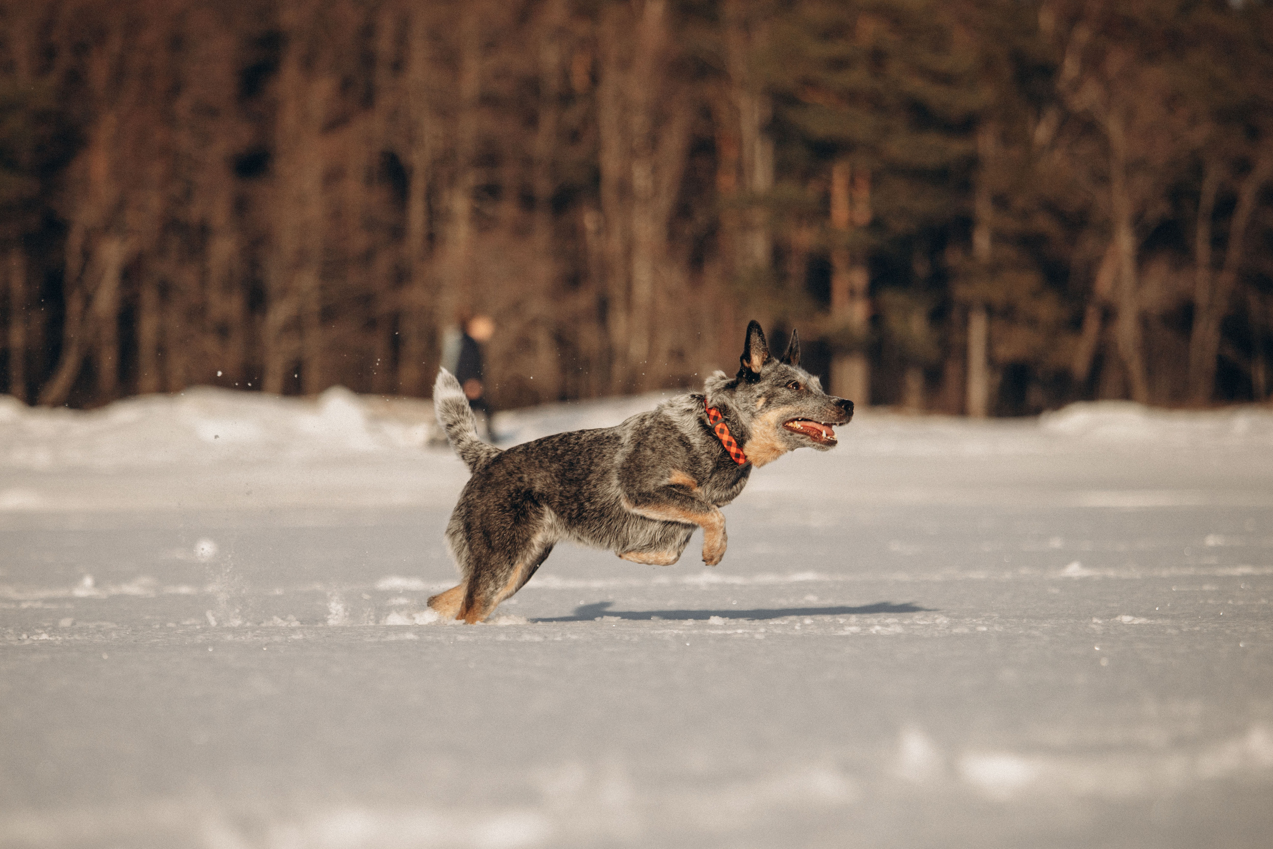 Оля и Мотя. Фотограф — Анималист | Санкт-Петербург