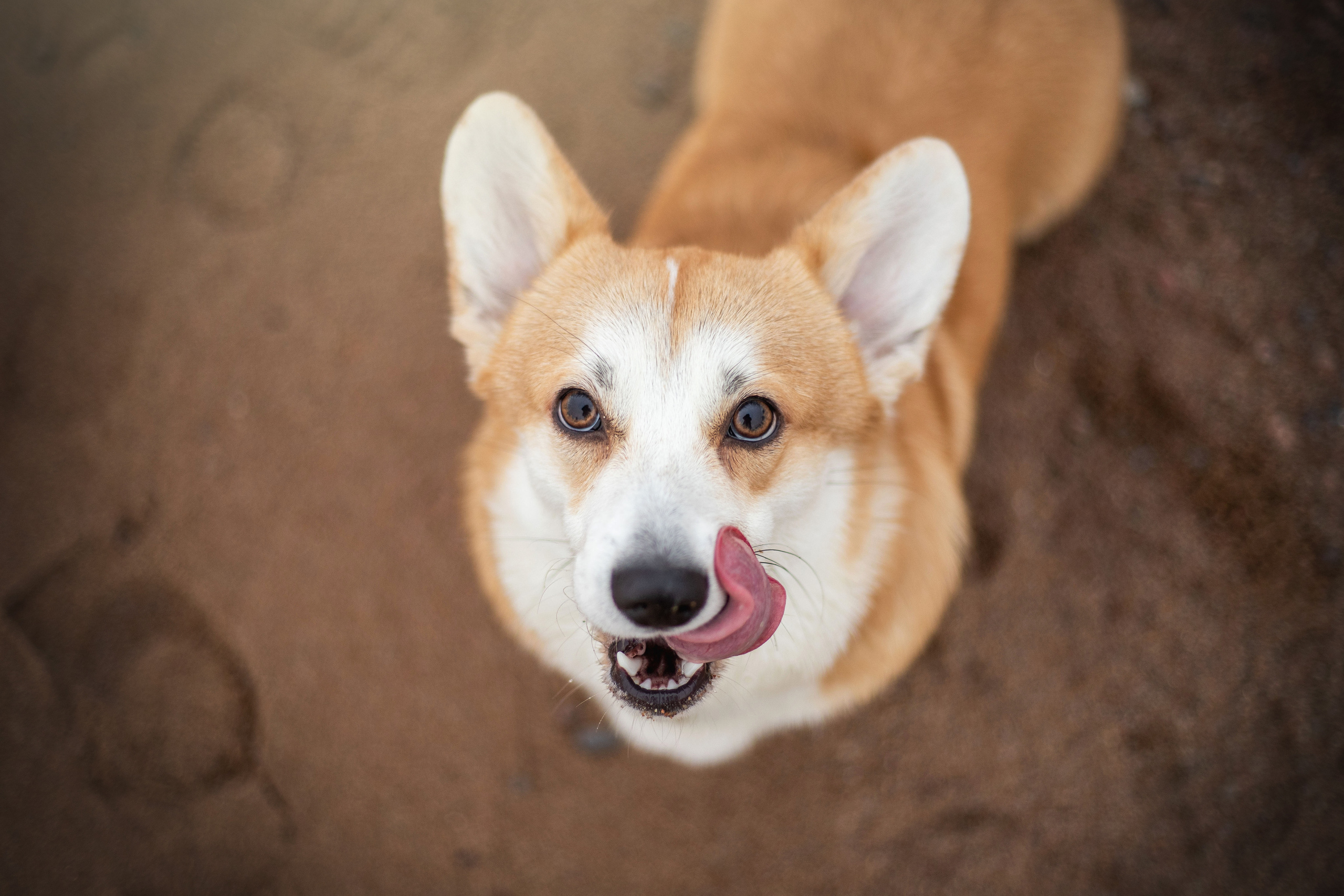Барни и его семья. Фотограф — Анималист | Санкт-Петербург
