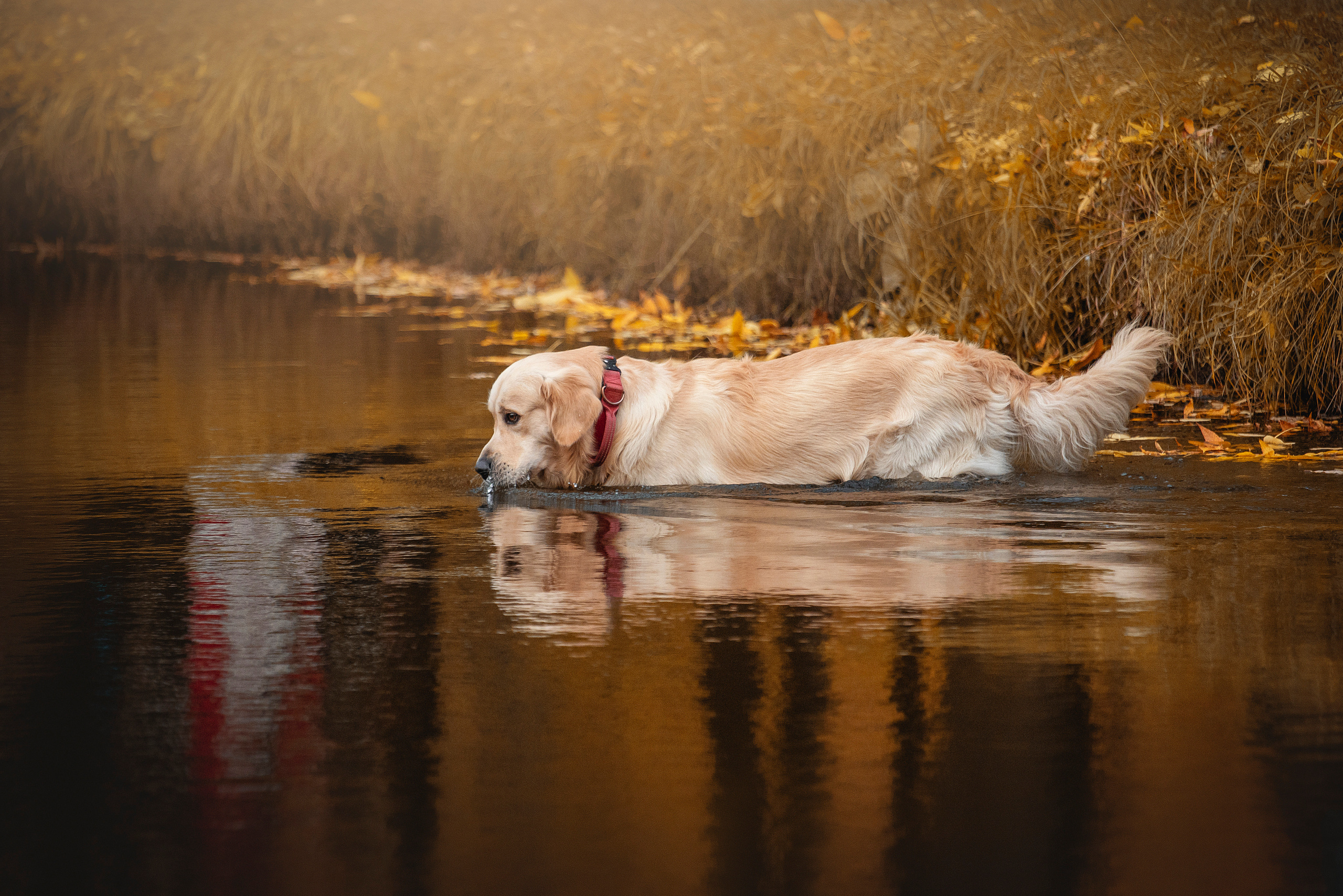 Лёвушка и его семья. Фотограф — Анималист | Санкт-Петербург