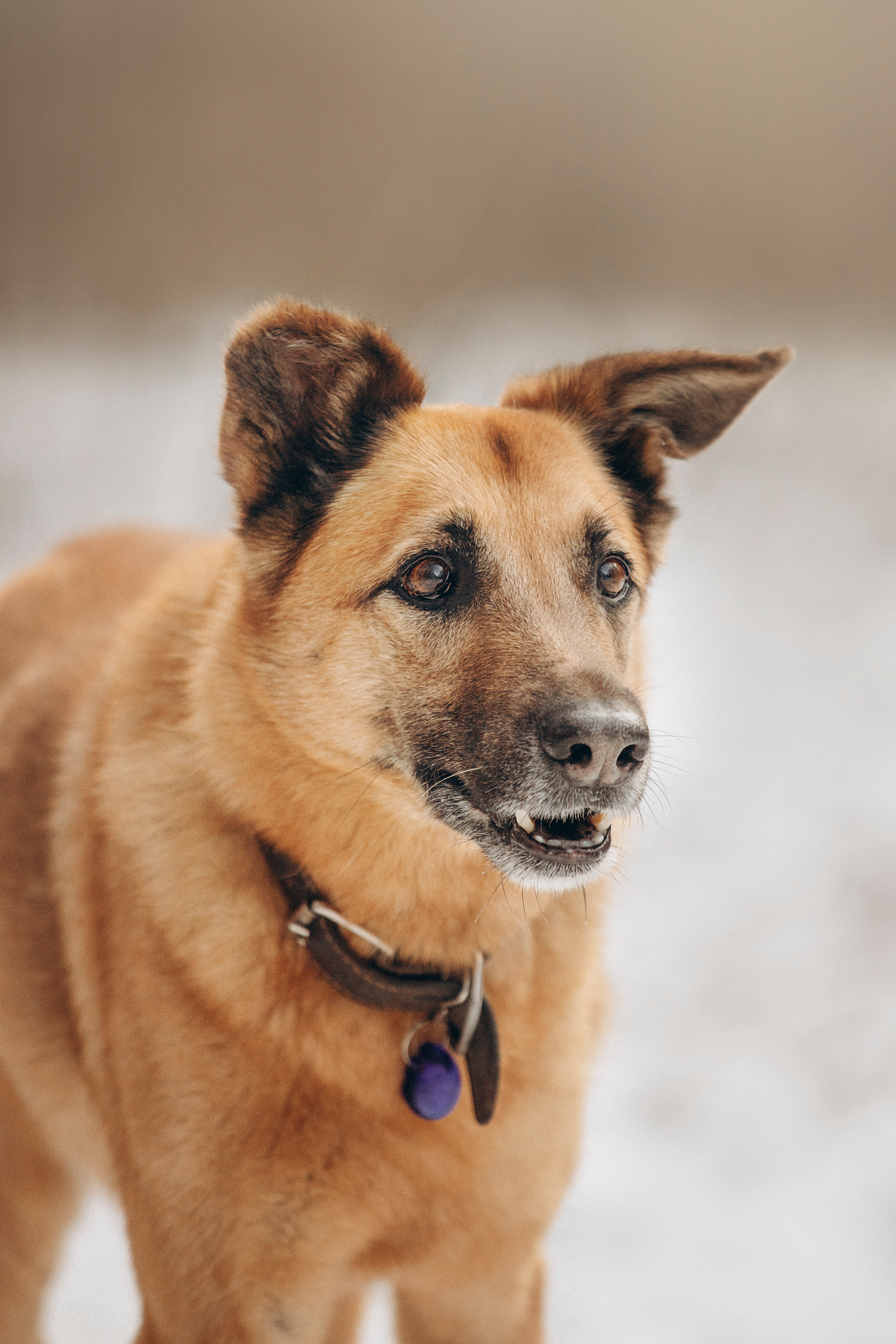 Олеся и Бу. Фотограф — Анималист | Санкт-Петербург
