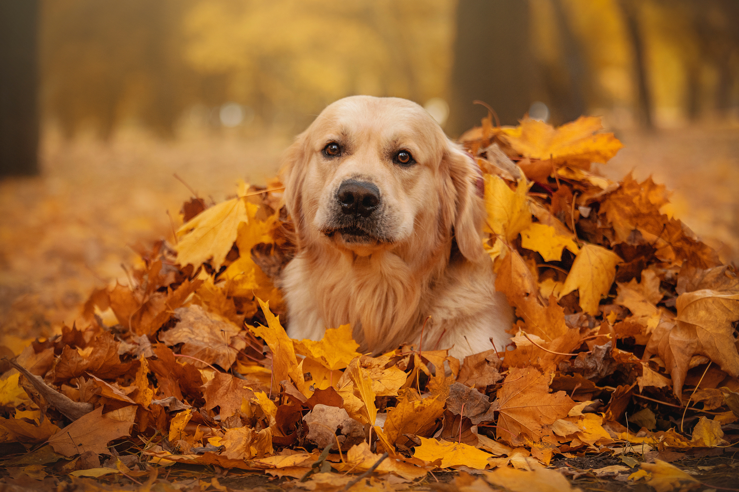 Лёвушка и его семья. Фотограф — Анималист | Санкт-Петербург