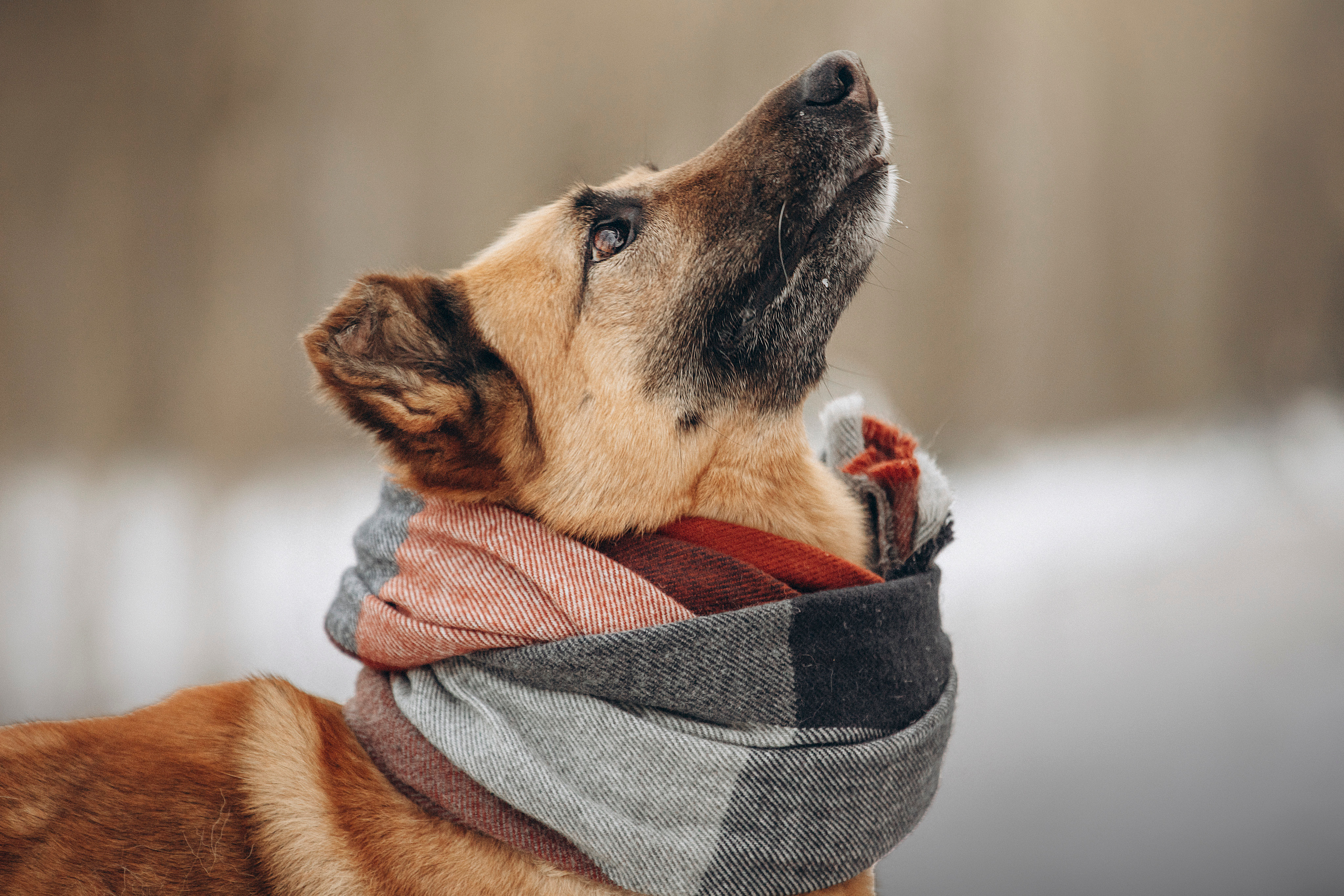 Олеся и Бу. Фотограф — Анималист | Санкт-Петербург
