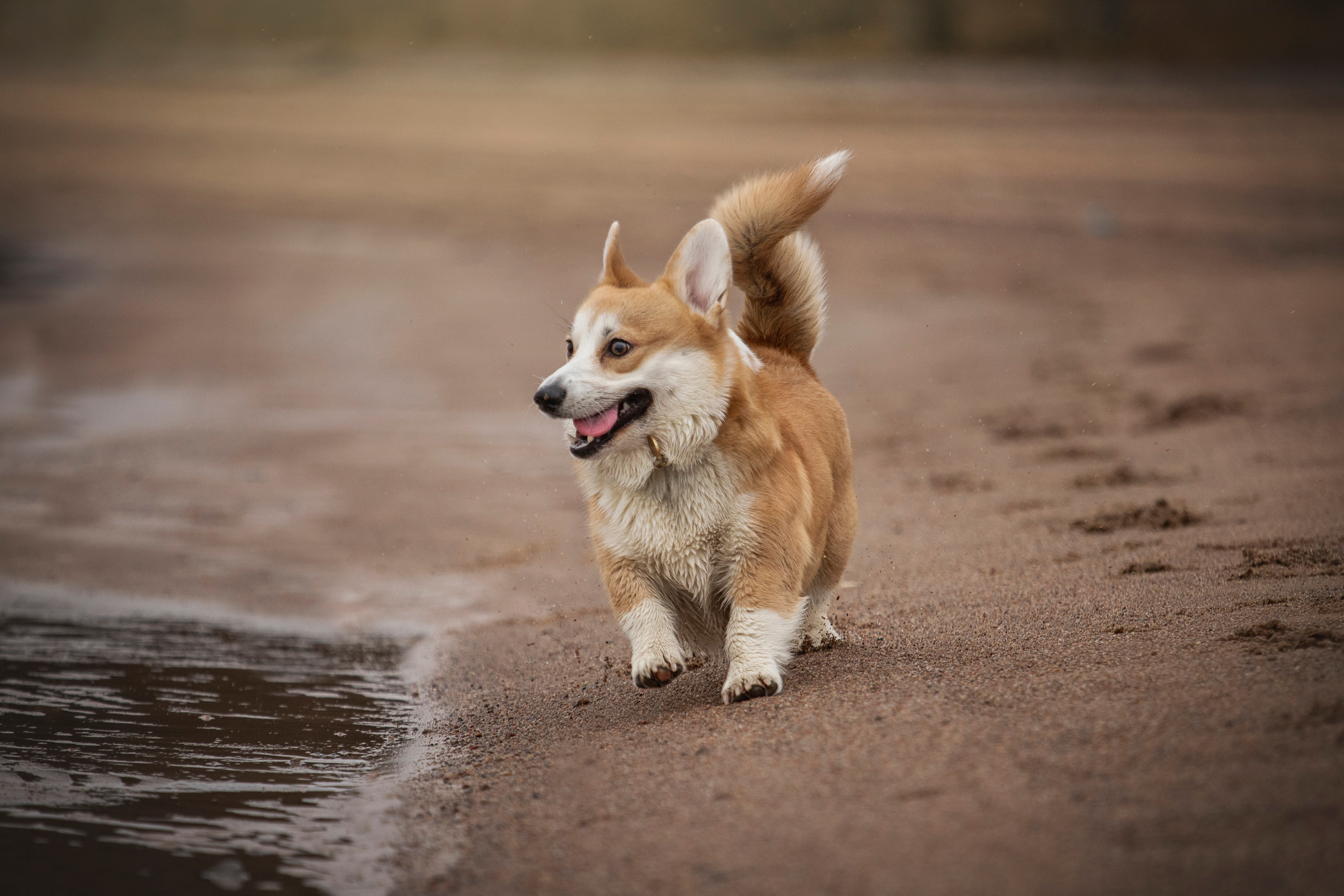 Барни и его семья. Фотограф — Анималист | Санкт-Петербург