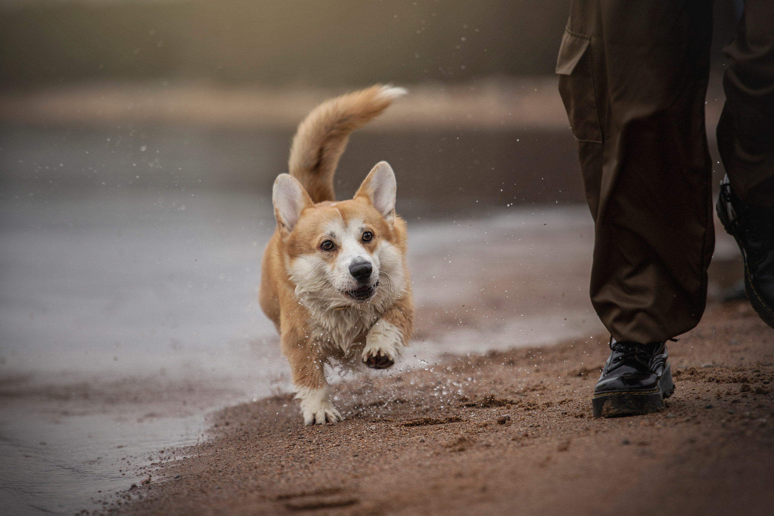 Барни и его семья. Фотограф — Анималист | Санкт-Петербург