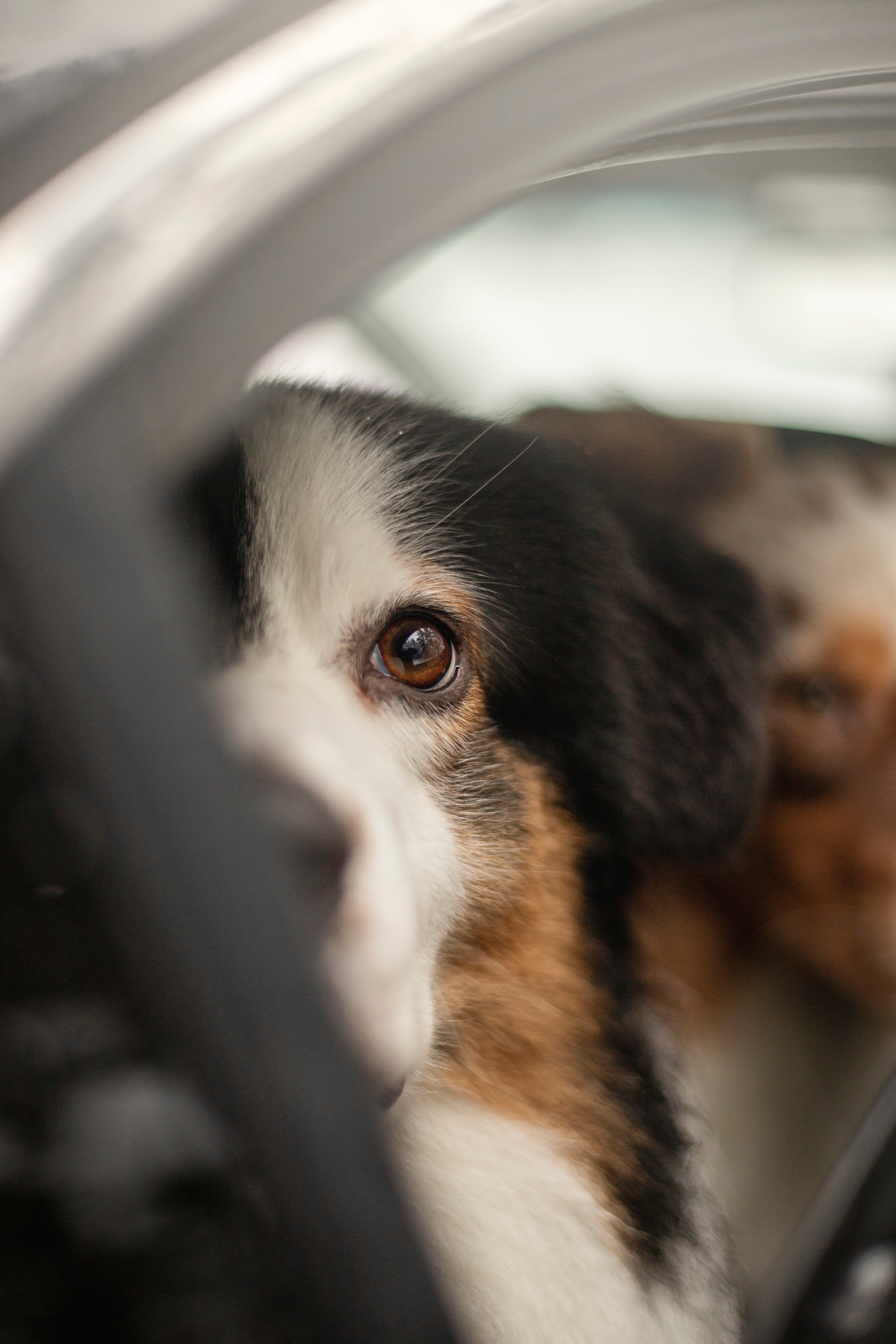 Делик, Скай и их семья. Фотограф — Анималист | Санкт-Петербург