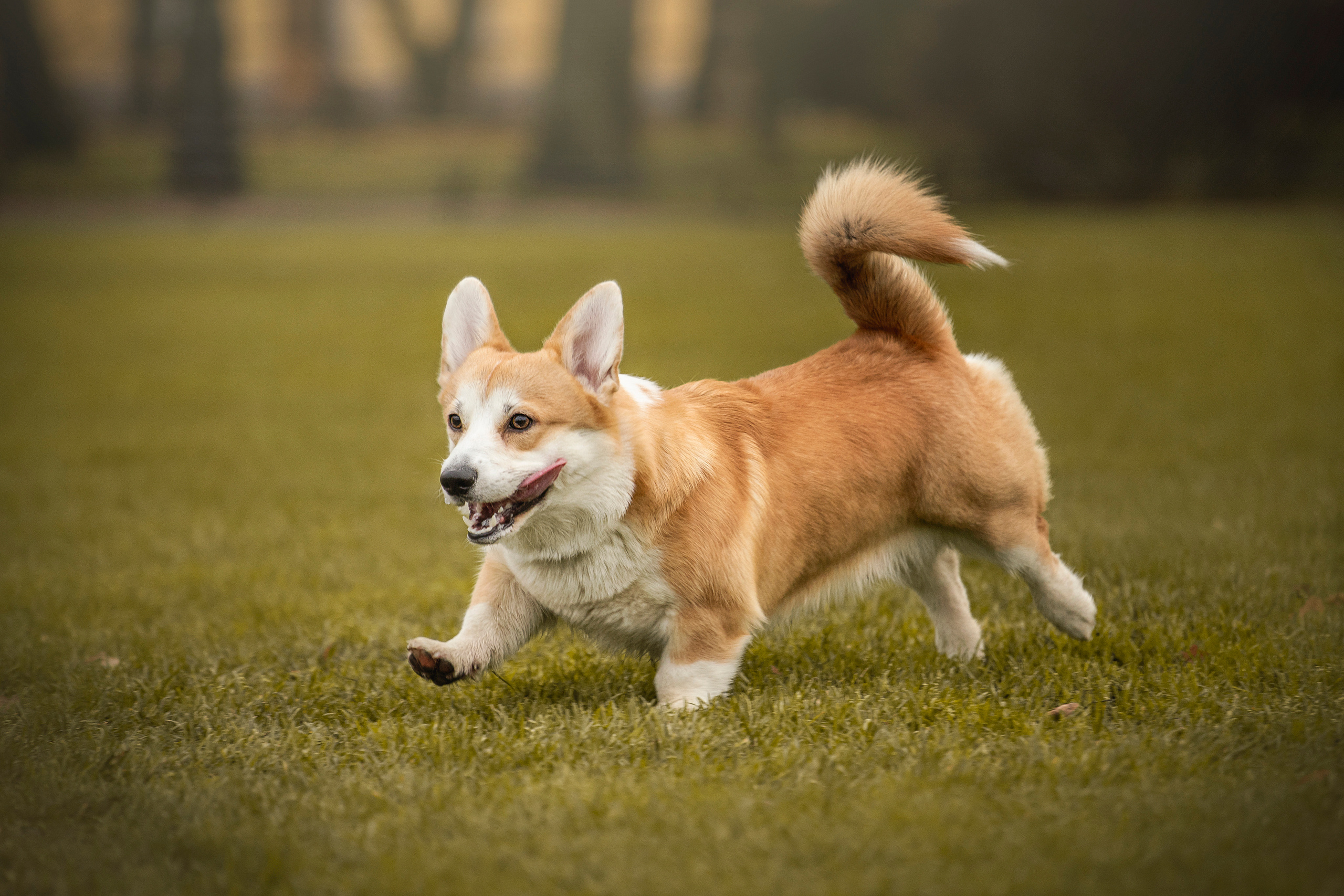 Барни и его семья. Фотограф — Анималист | Санкт-Петербург