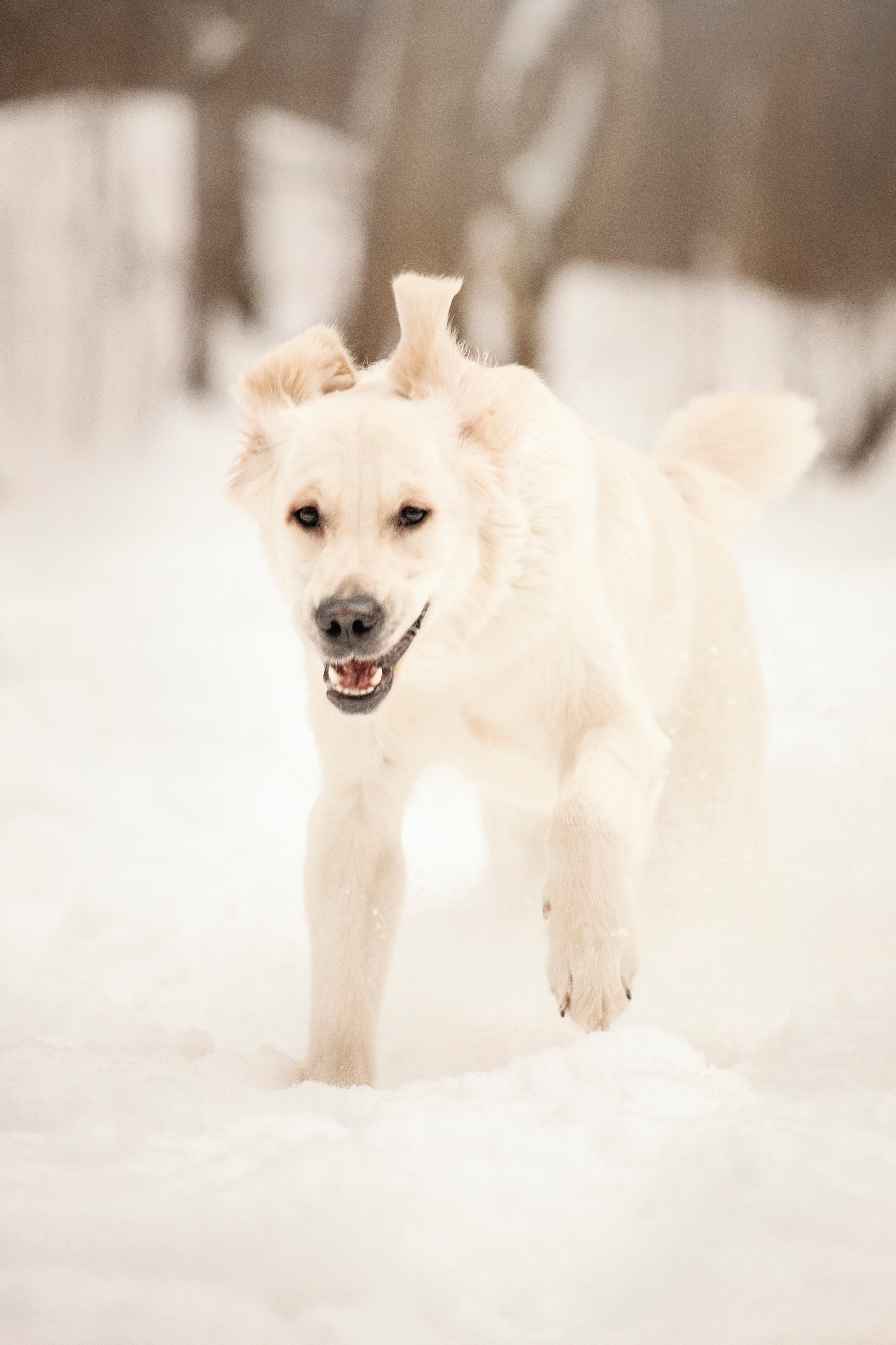 Милка и ее семья. Фотограф — Анималист | Санкт-Петербург