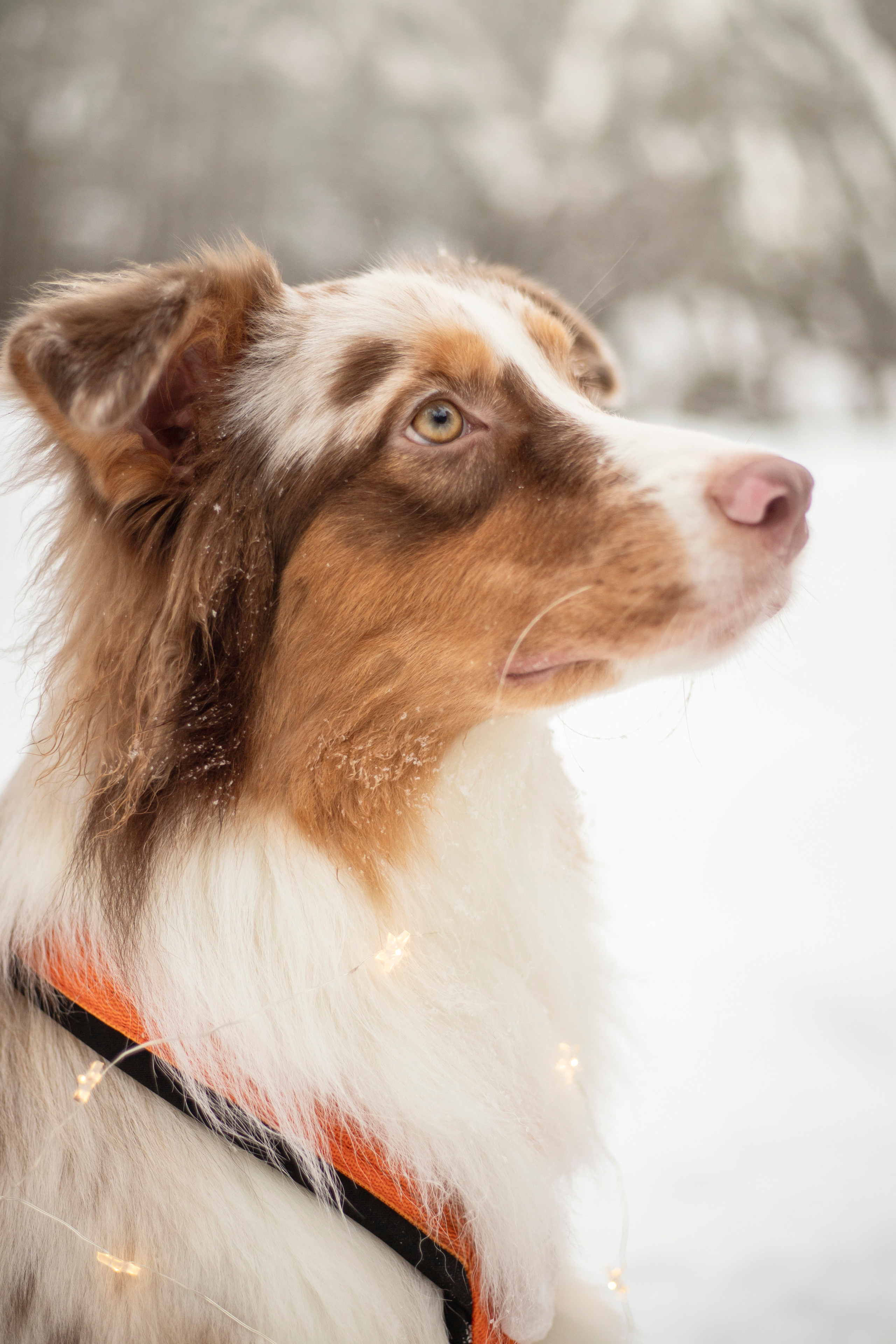 Делик, Скай и их семья. Фотограф — Анималист | Санкт-Петербург