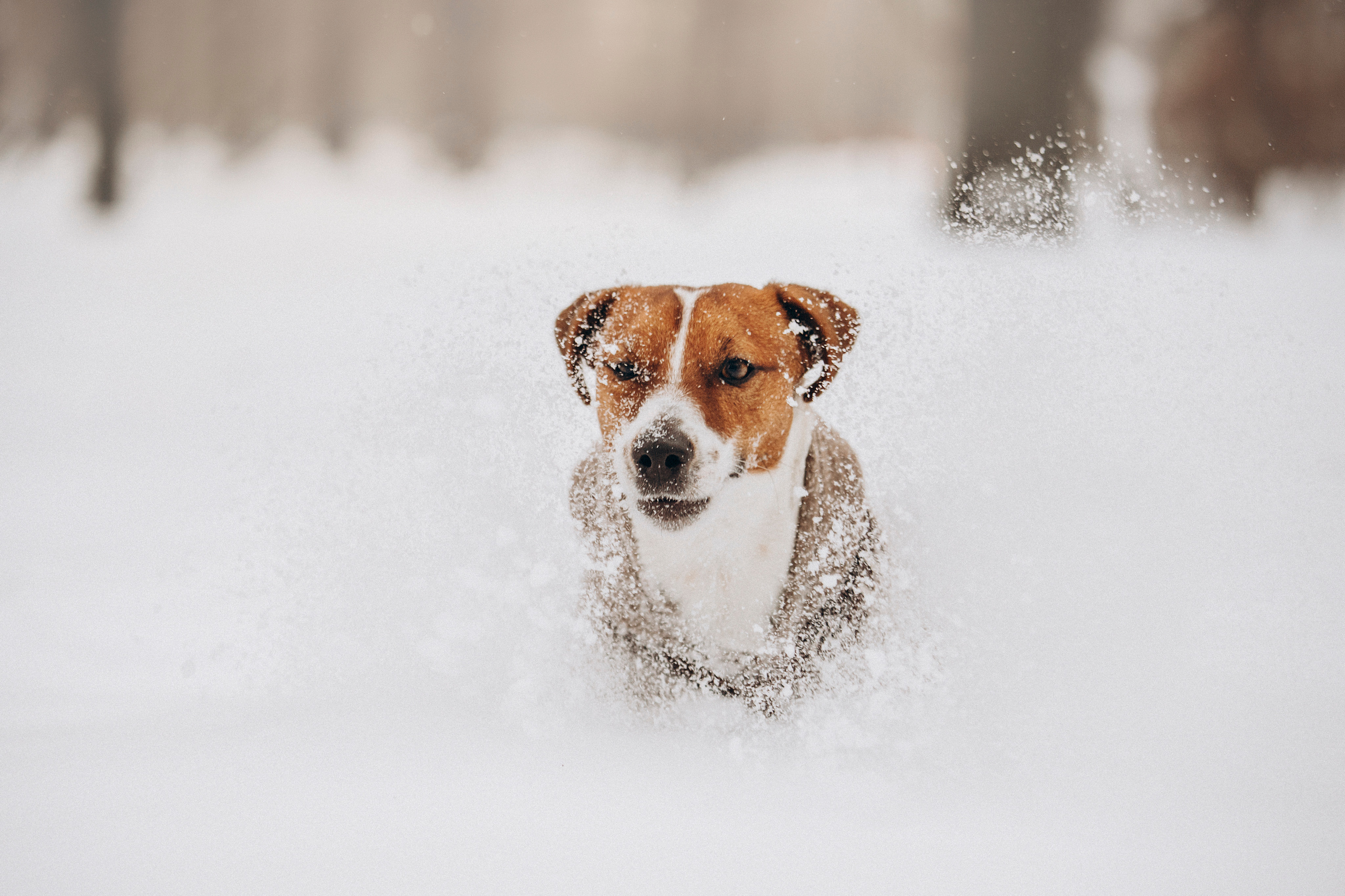 Даша и Бакс. Фотограф — Анималист | Санкт-Петербург