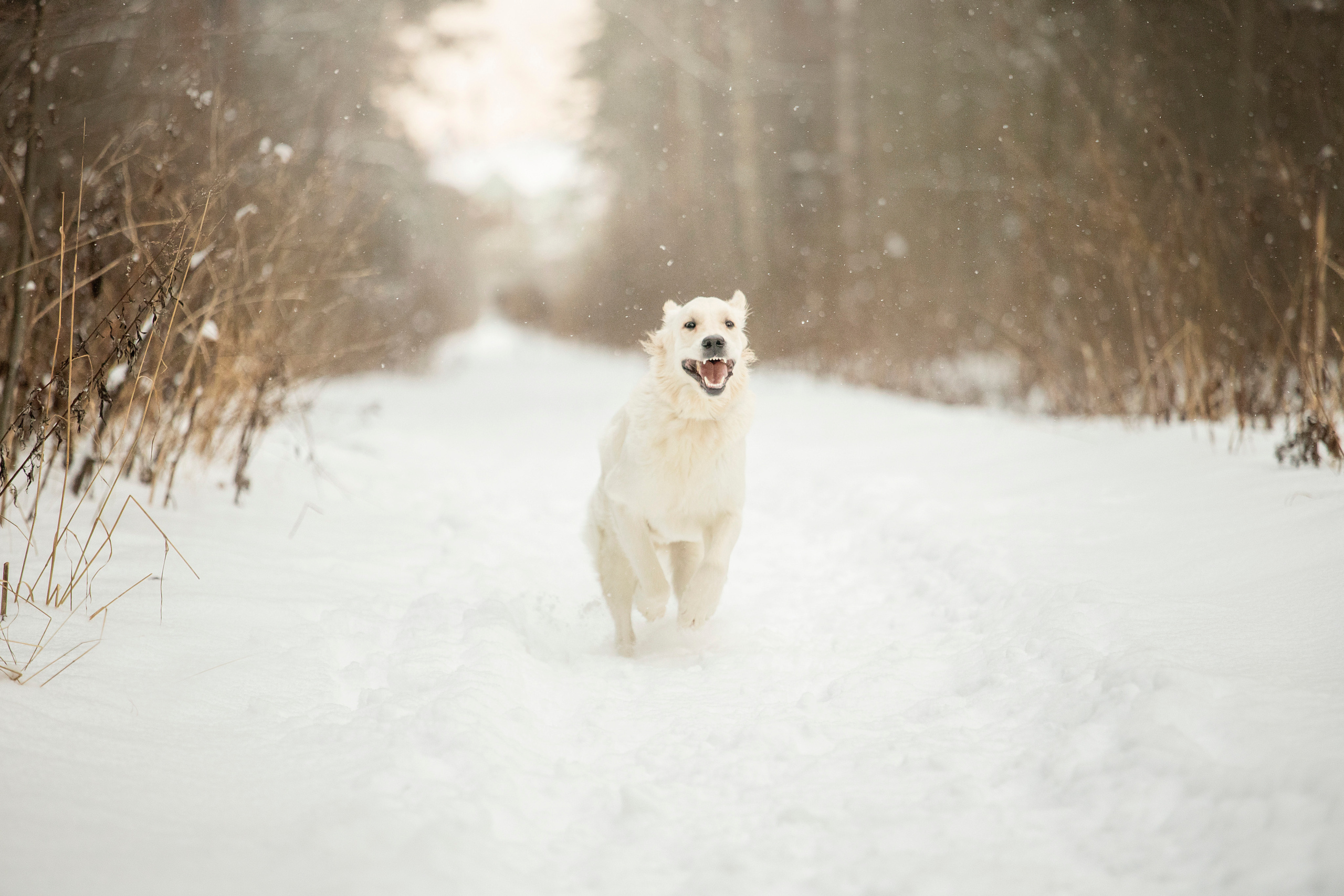 Милка и ее семья. Фотограф — Анималист | Санкт-Петербург