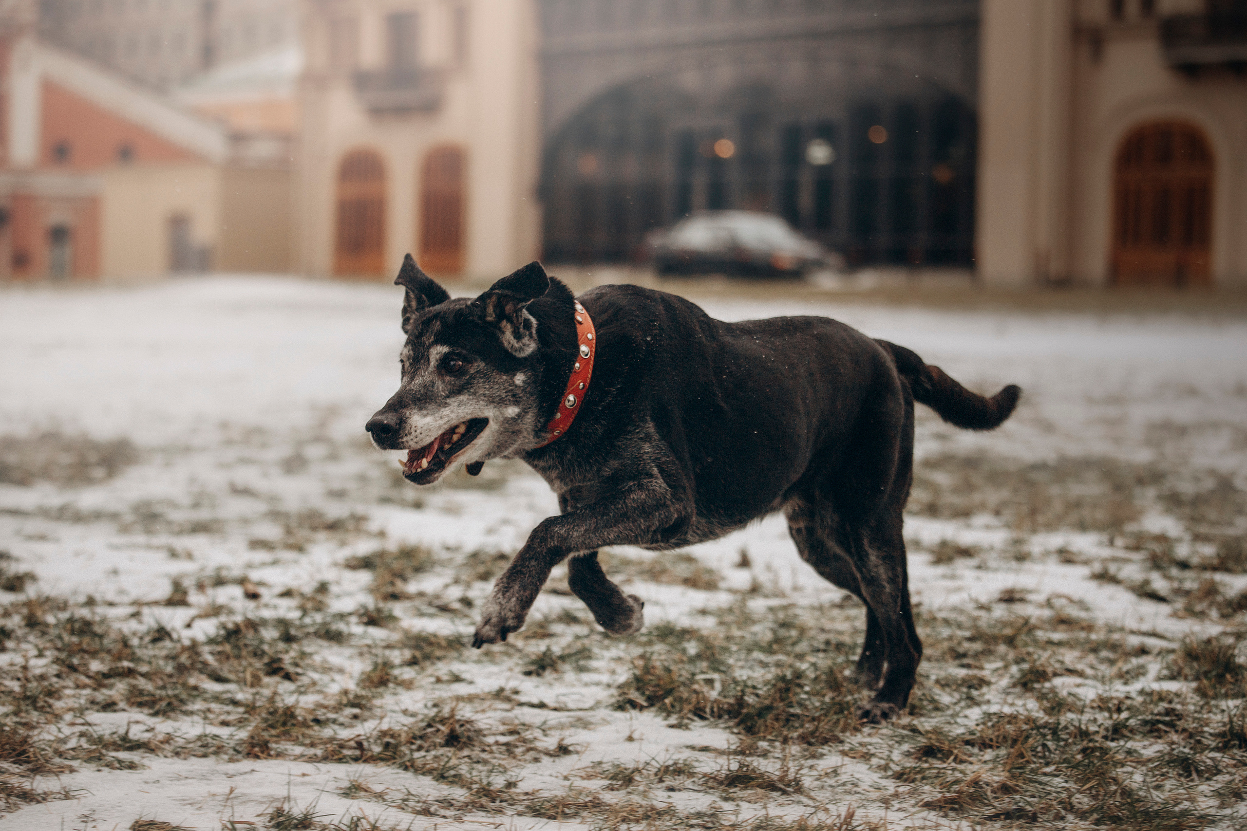 Ангус и его семья. Фотограф — Анималист | Санкт-Петербург