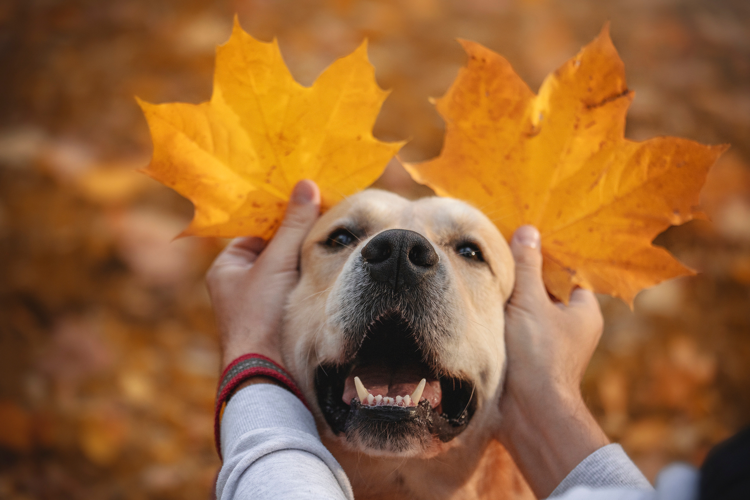 Лёвушка и его семья. Фотограф — Анималист | Санкт-Петербург