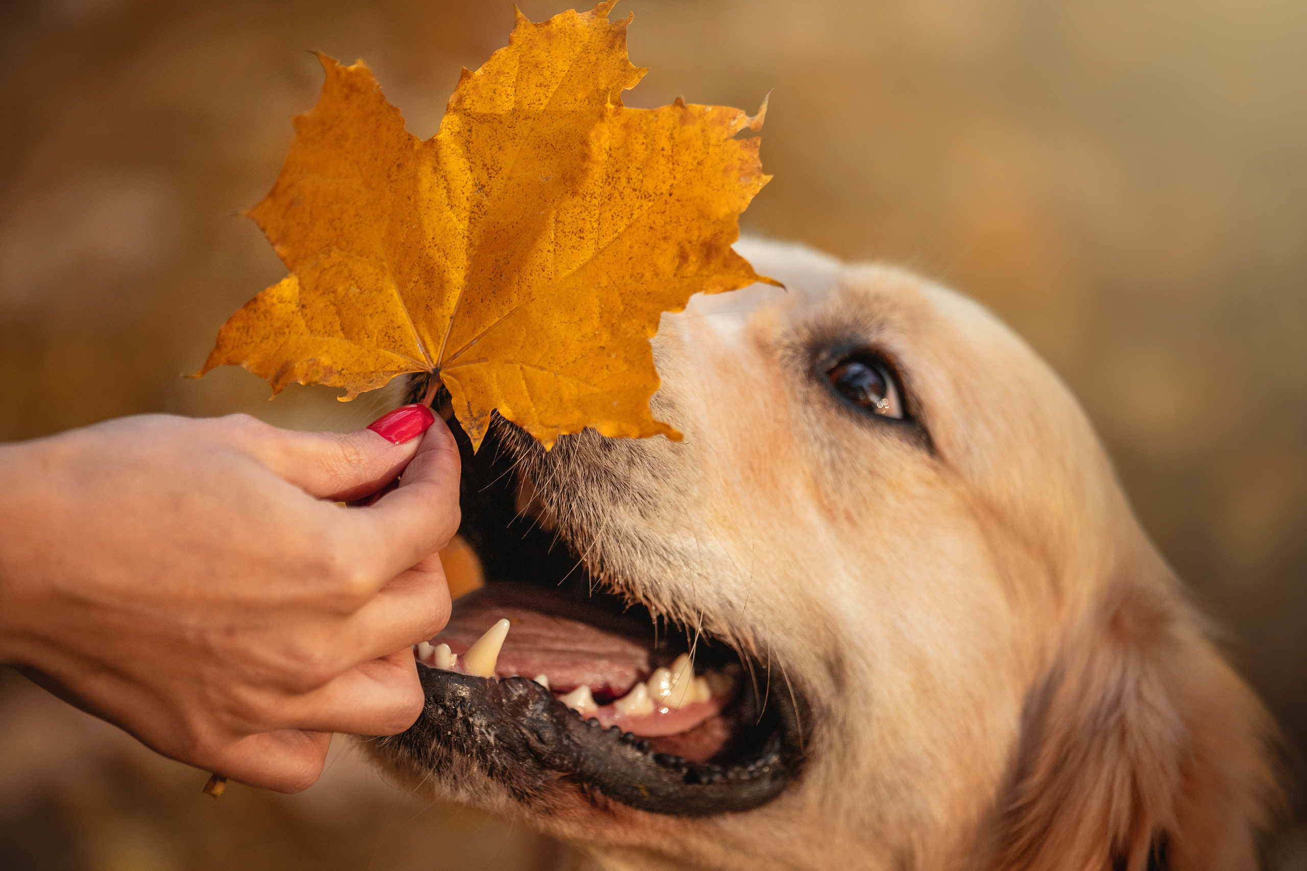 Лёвушка и его семья. Фотограф — Анималист | Санкт-Петербург