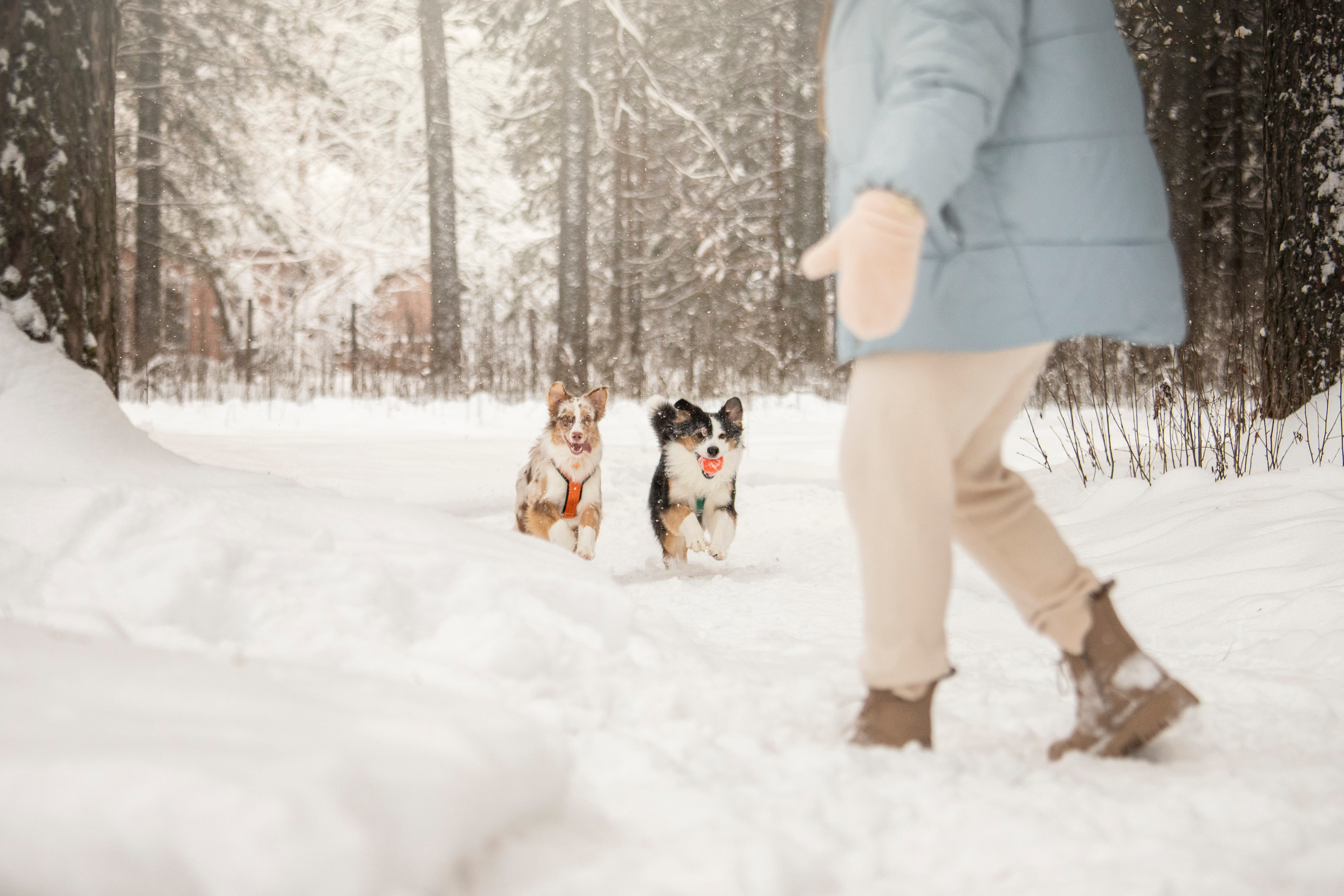 Делик, Скай и их семья. Фотограф — Анималист | Санкт-Петербург