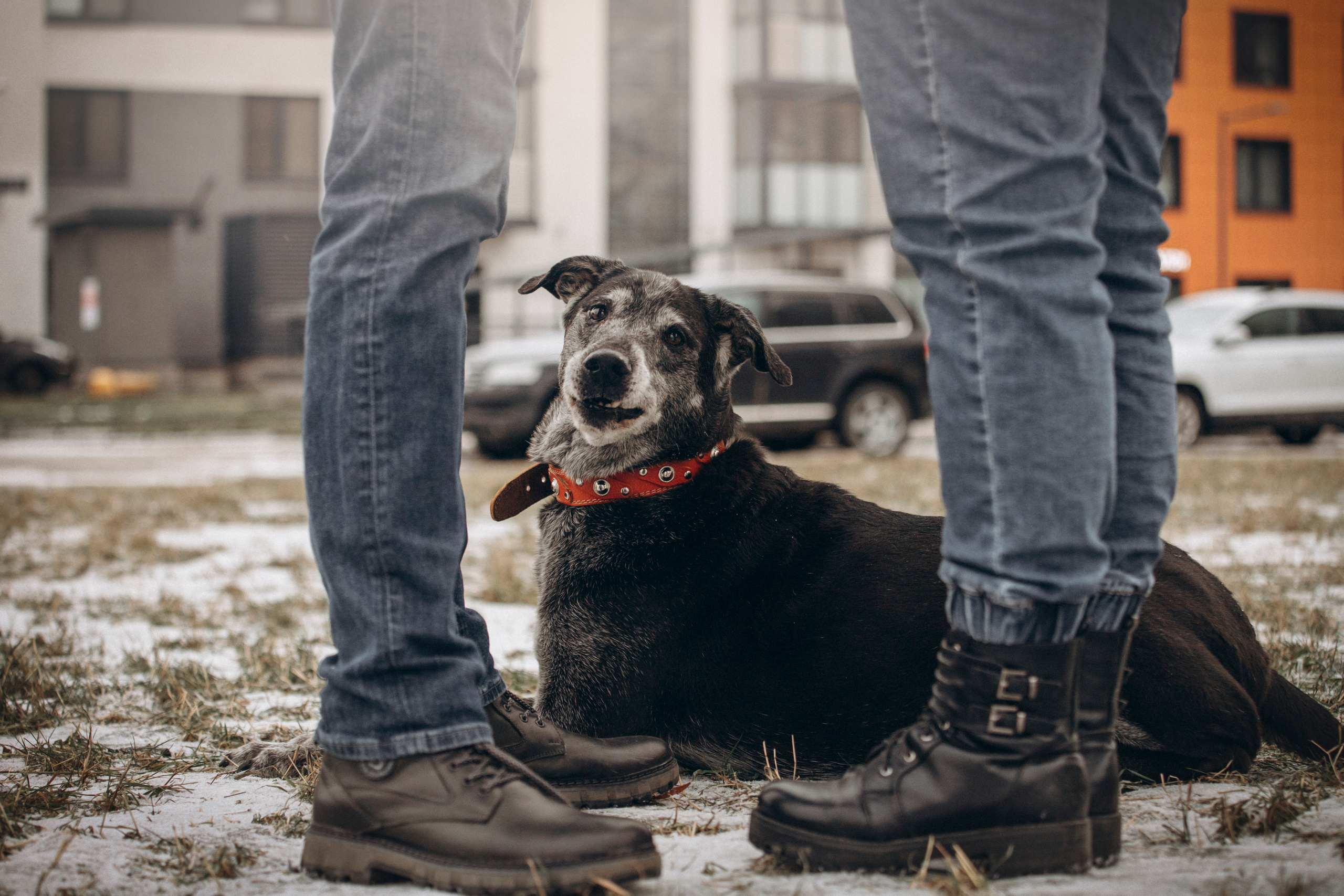 Ангус и его семья. Фотограф — Анималист | Санкт-Петербург