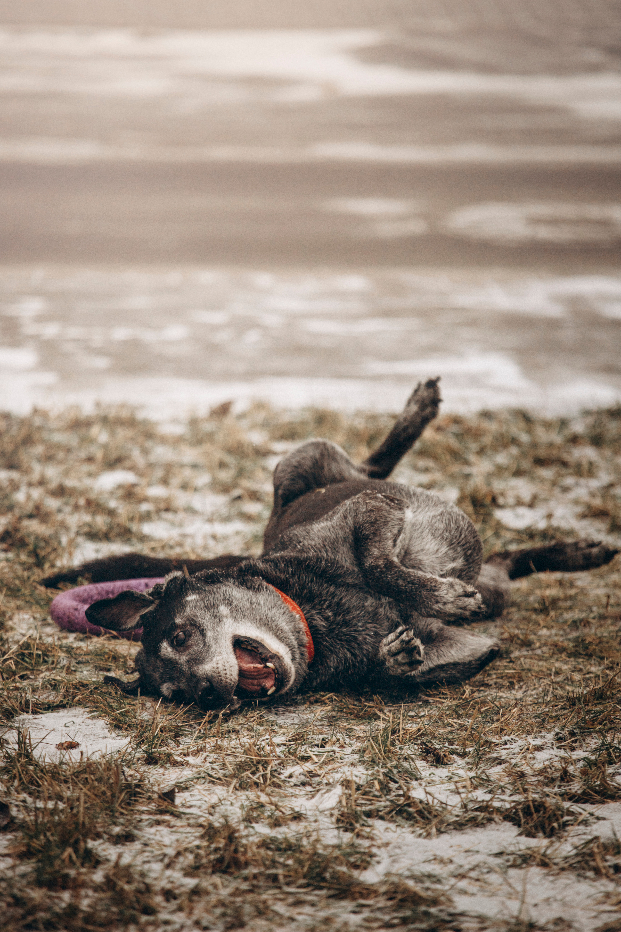 Ангус и его семья. Фотограф — Анималист | Санкт-Петербург