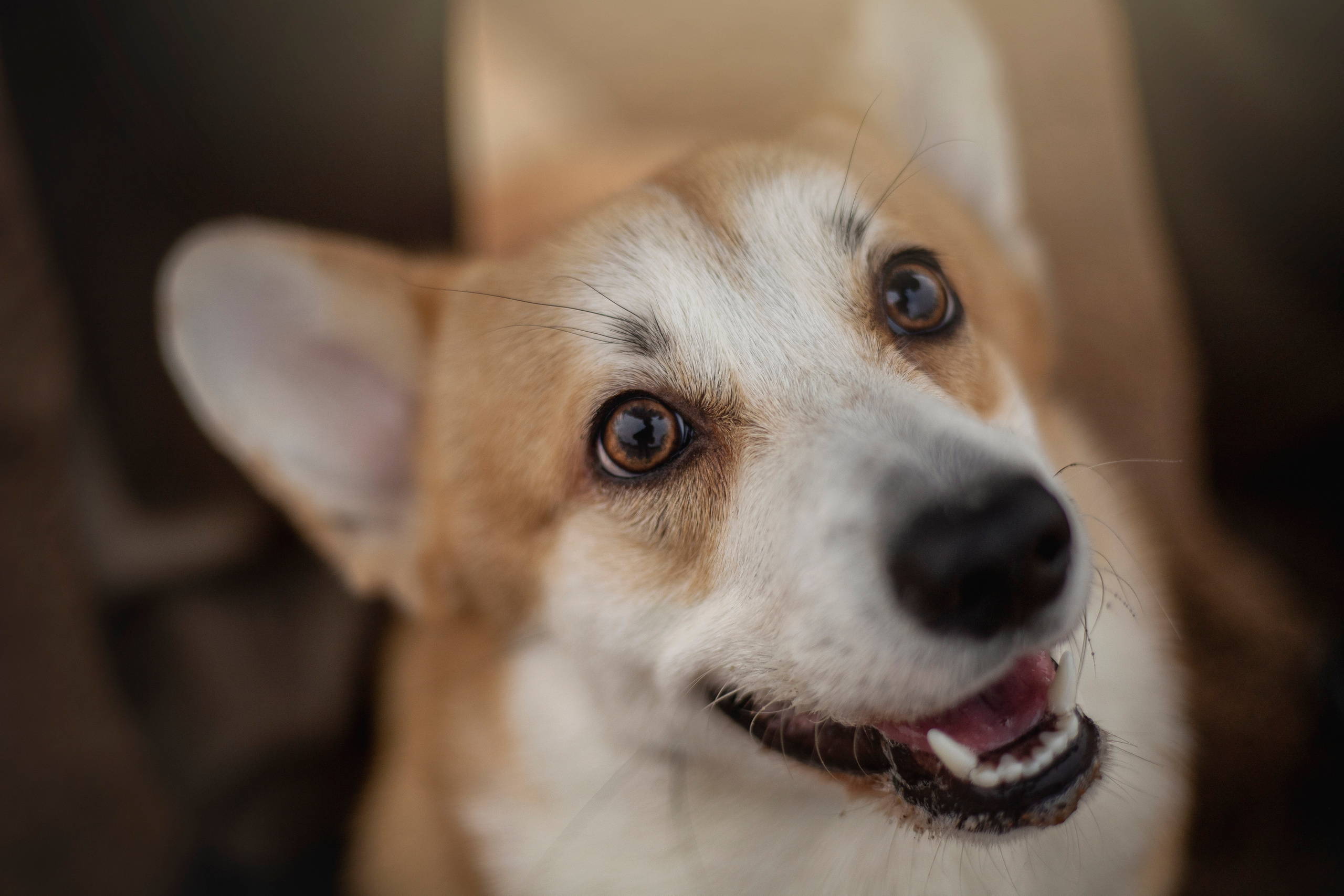 Барни и его семья. Фотограф — Анималист | Санкт-Петербург