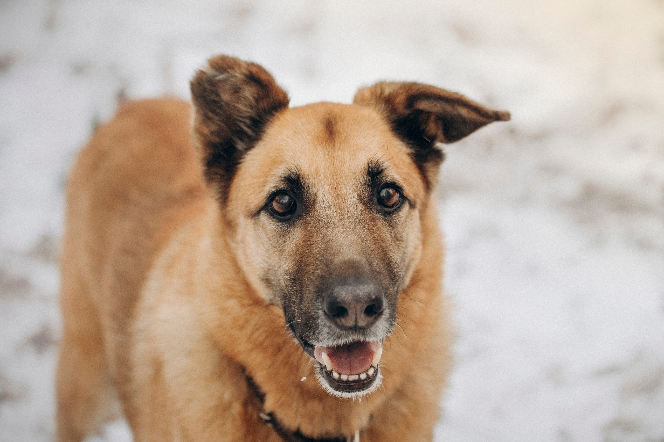 Олеся и Бу. Фотограф — Анималист | Санкт-Петербург