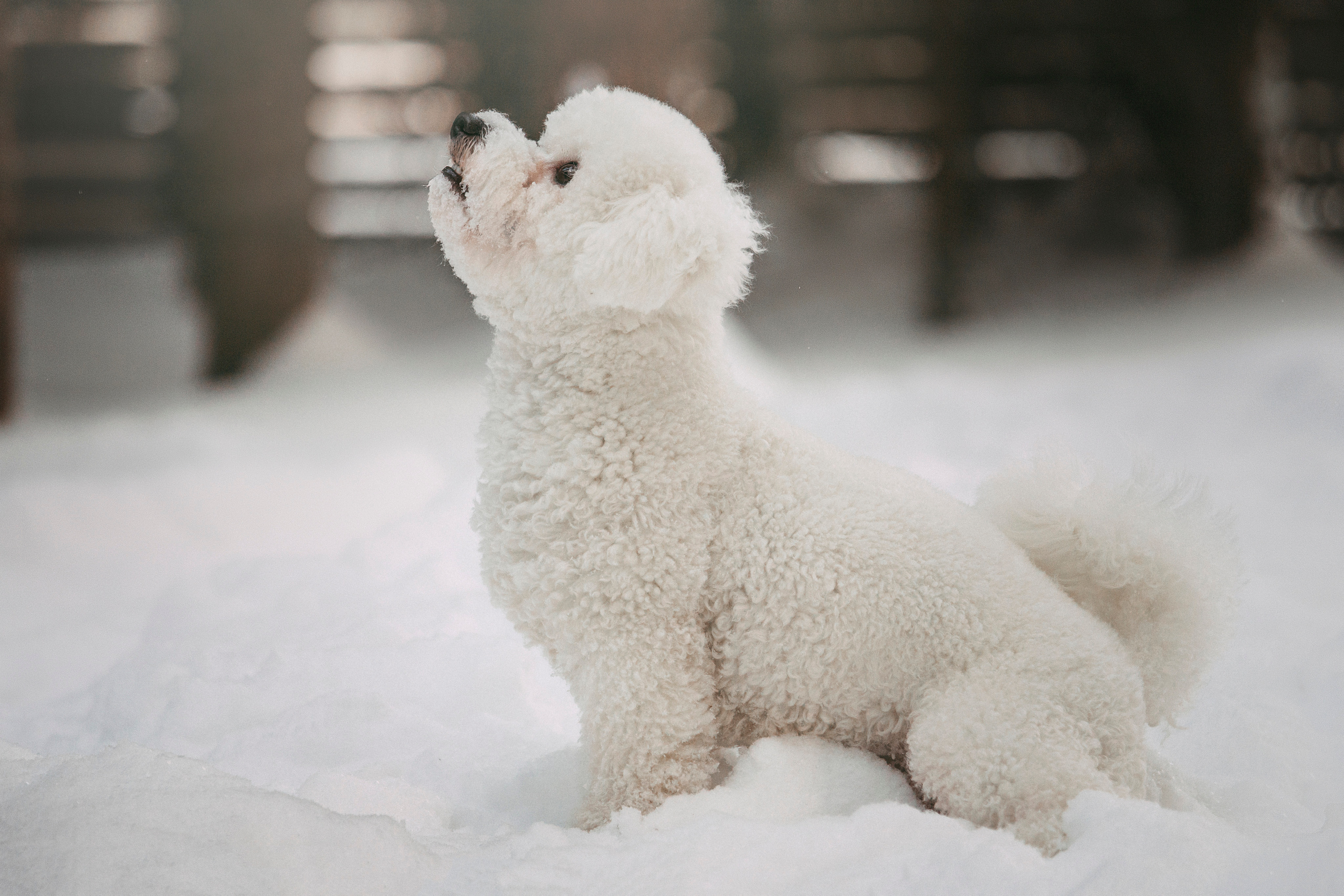 Екатерина и Бадди. Фотограф — Анималист | Санкт-Петербург