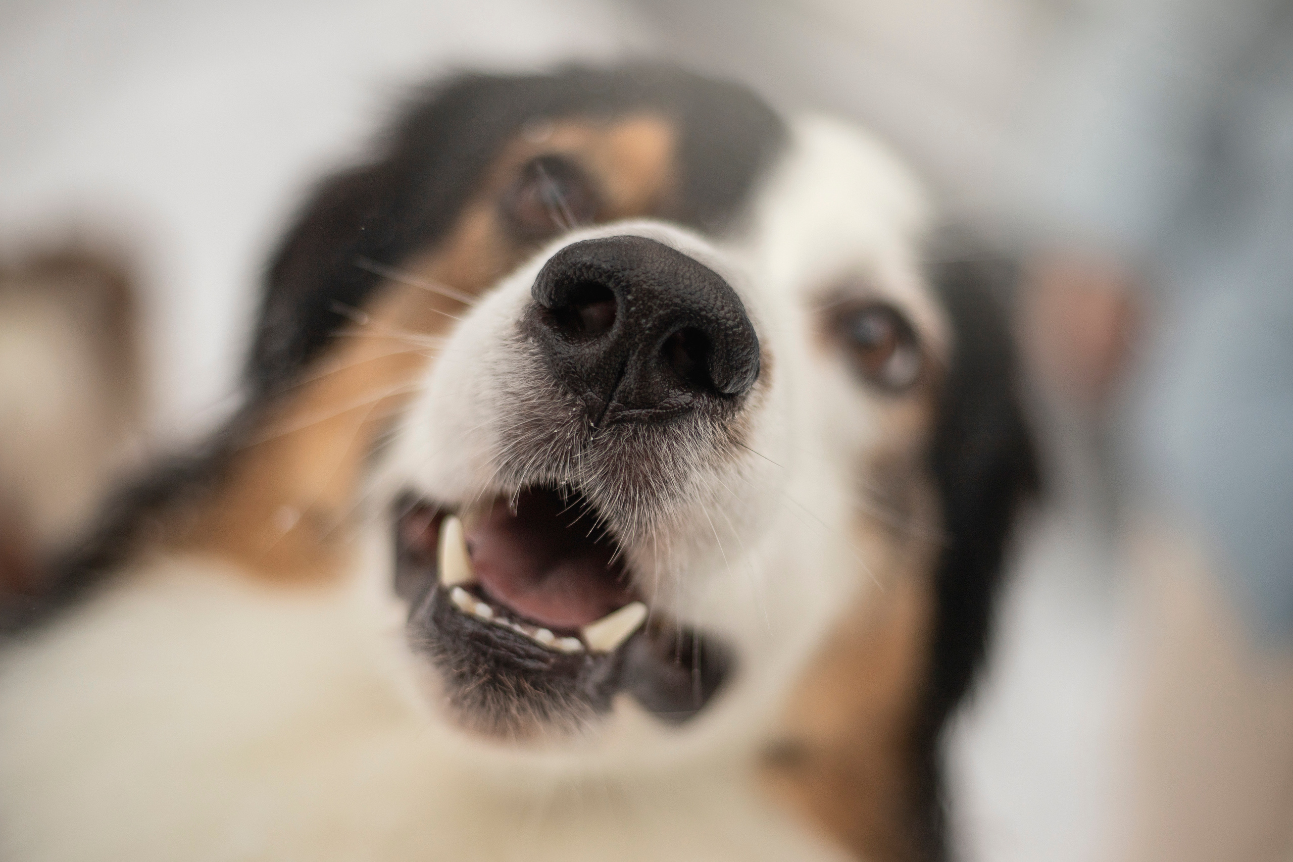 Делик, Скай и их семья. Фотограф — Анималист | Санкт-Петербург