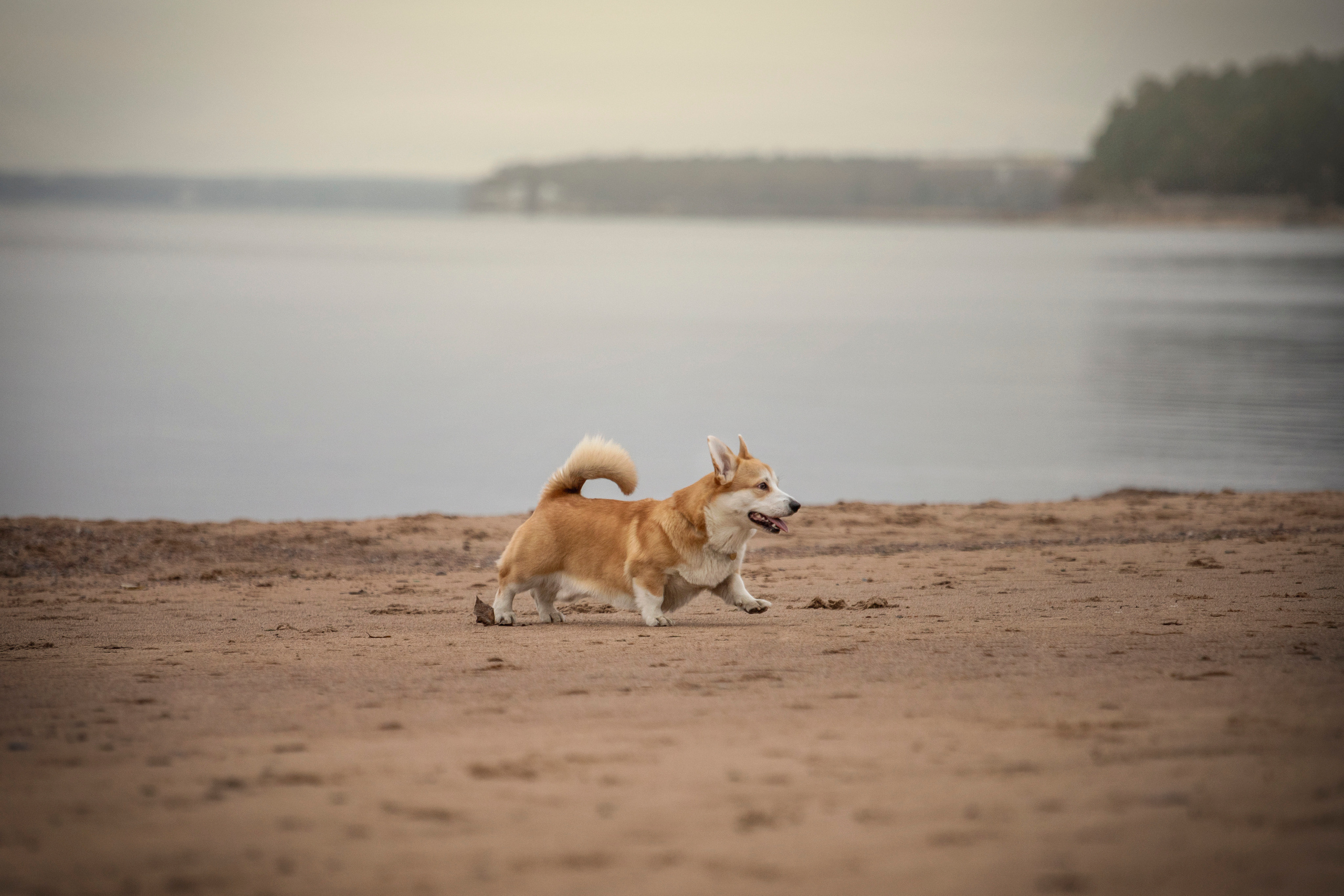 Барни и его семья. Фотограф — Анималист | Санкт-Петербург