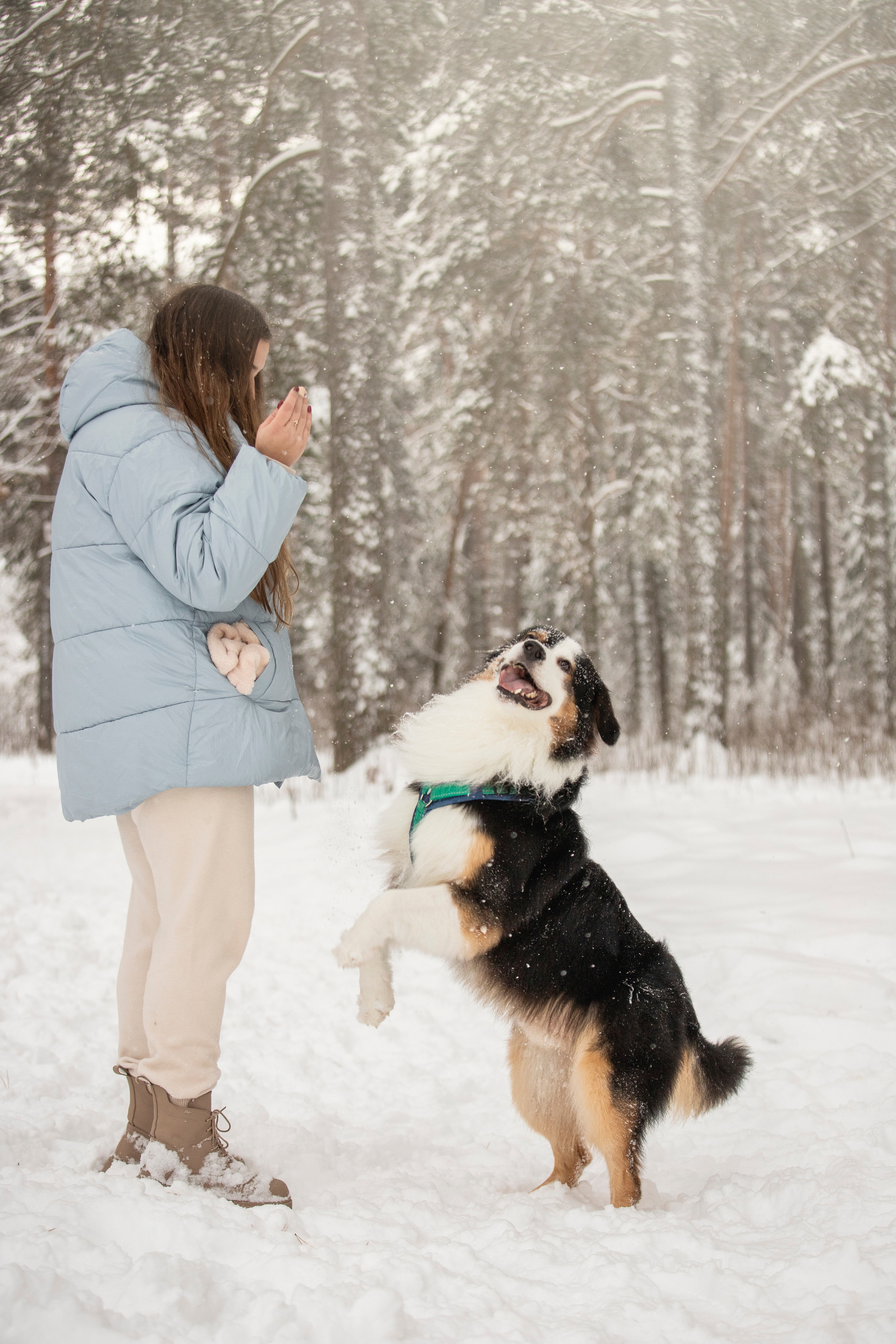 Делик, Скай и их семья. Фотограф — Анималист | Санкт-Петербург