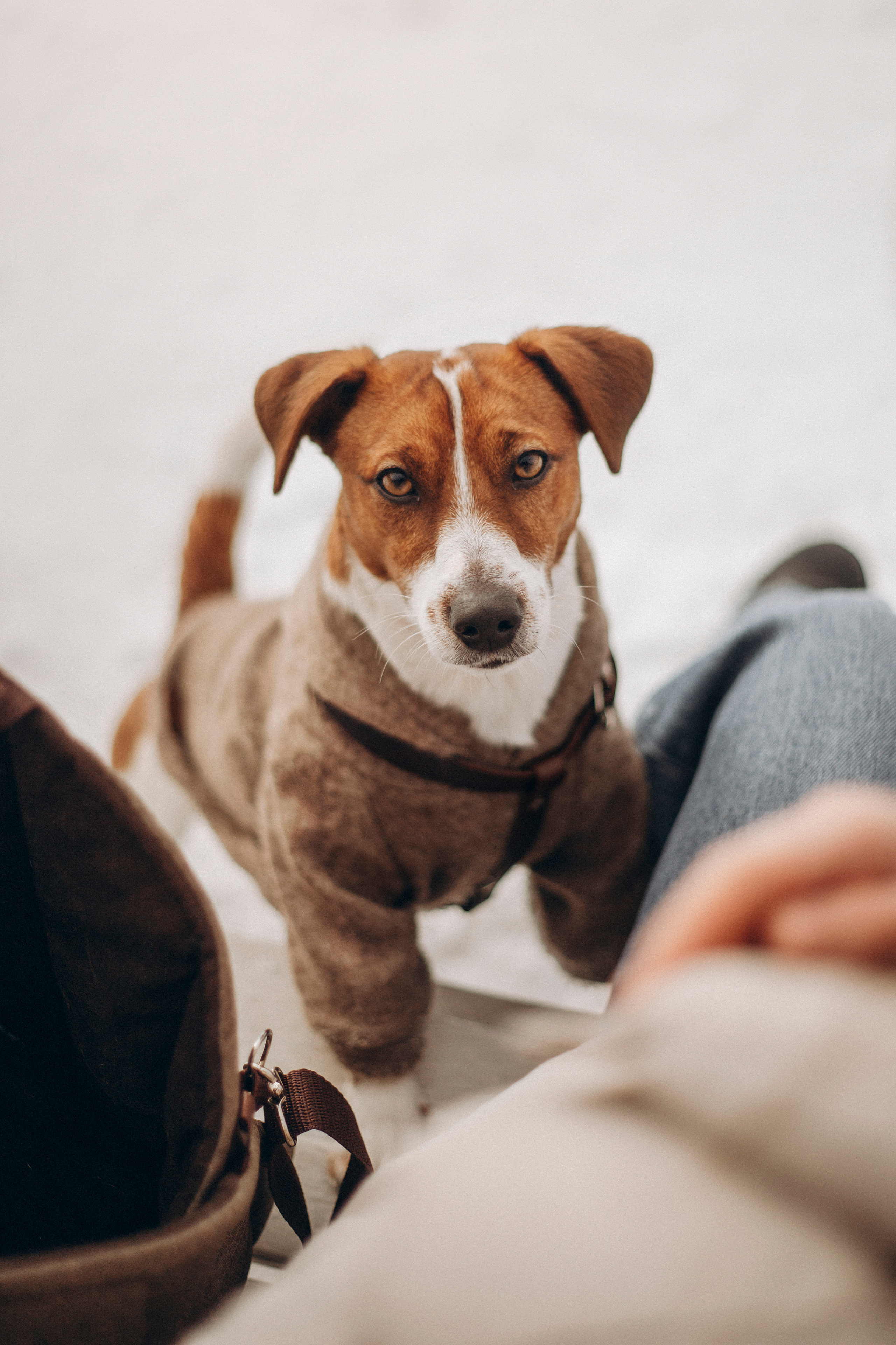 Даша и Бакс. Фотограф — Анималист | Санкт-Петербург