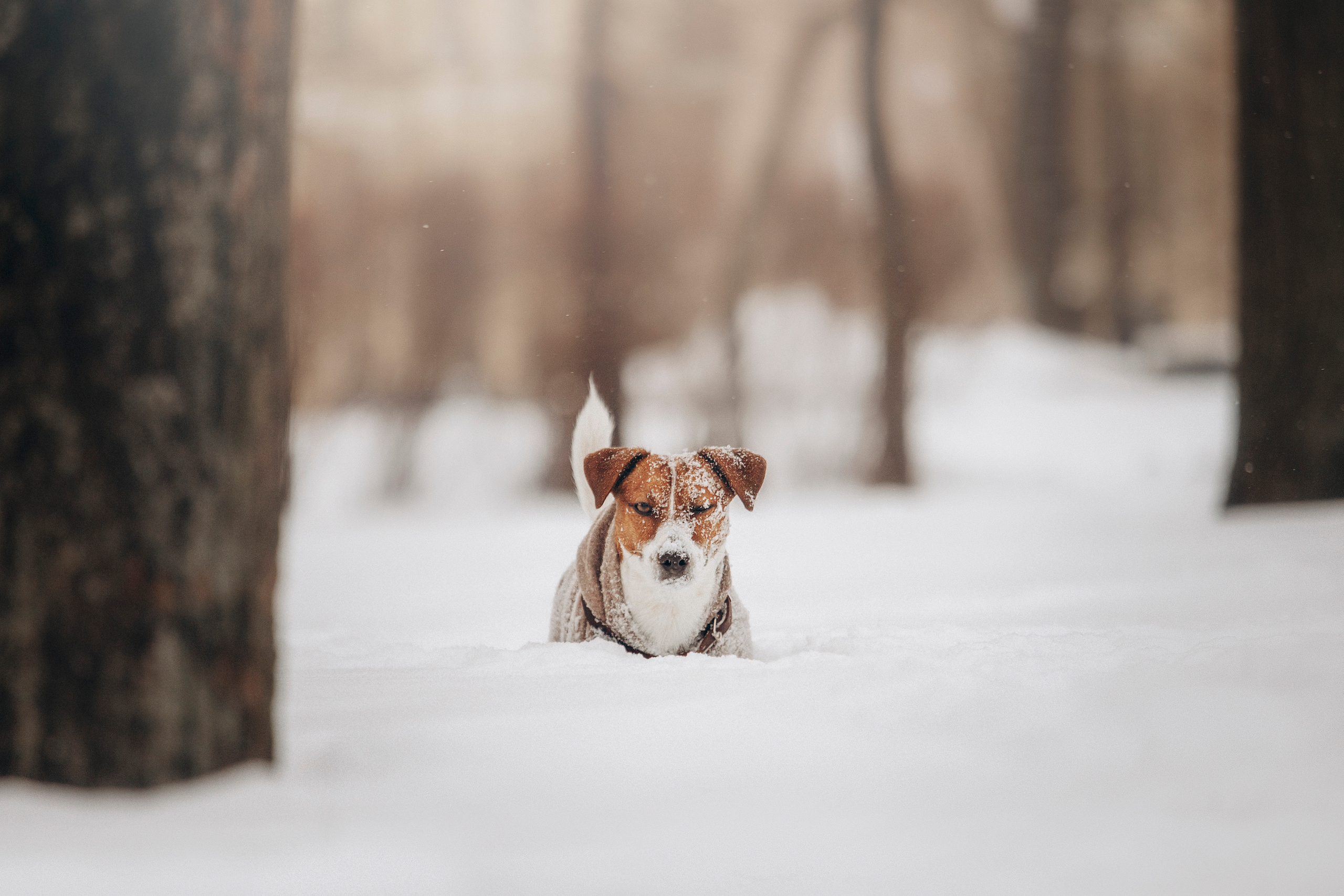 Даша и Бакс. Фотограф — Анималист | Санкт-Петербург