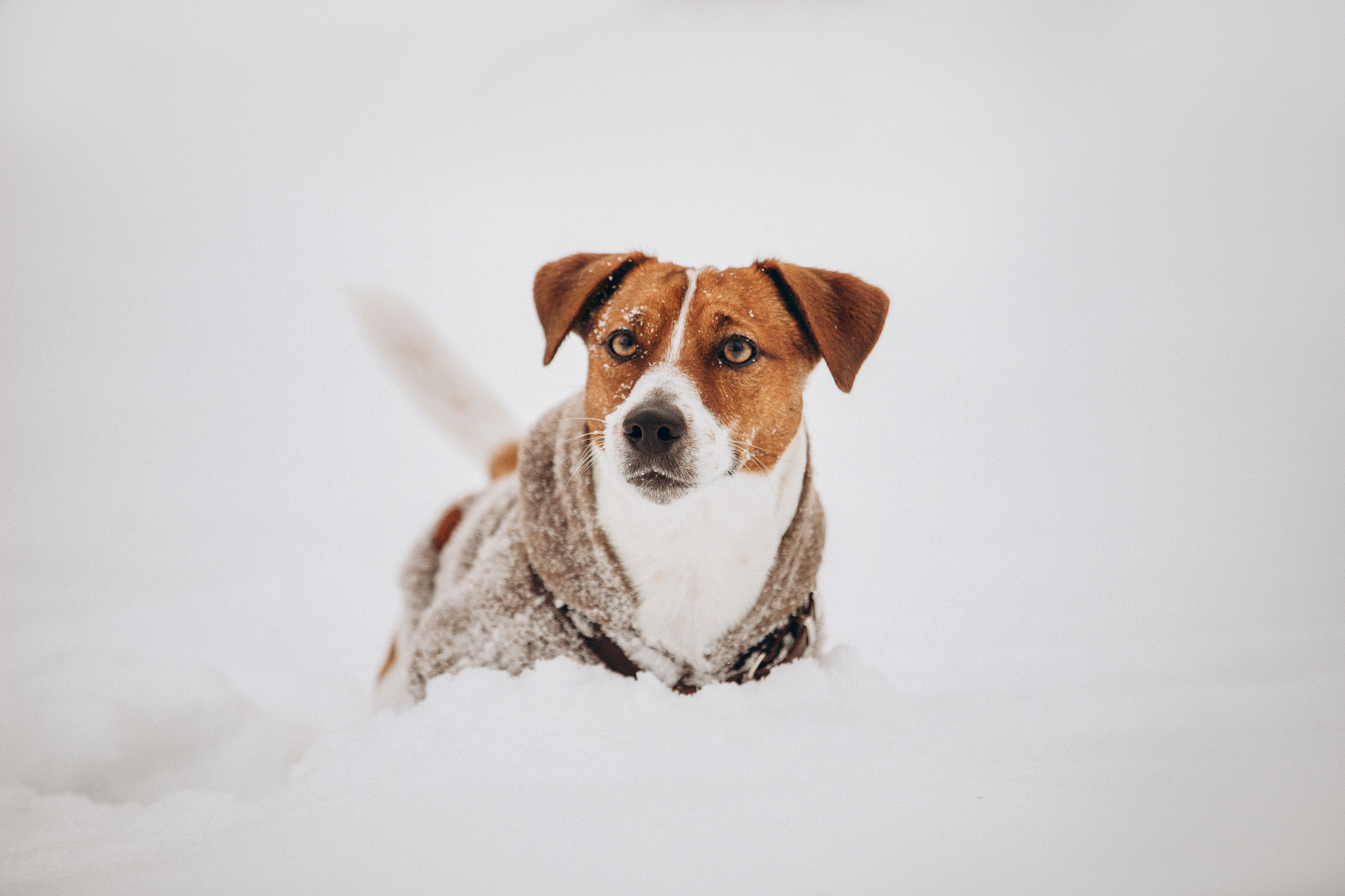 Даша и Бакс. Фотограф — Анималист | Санкт-Петербург