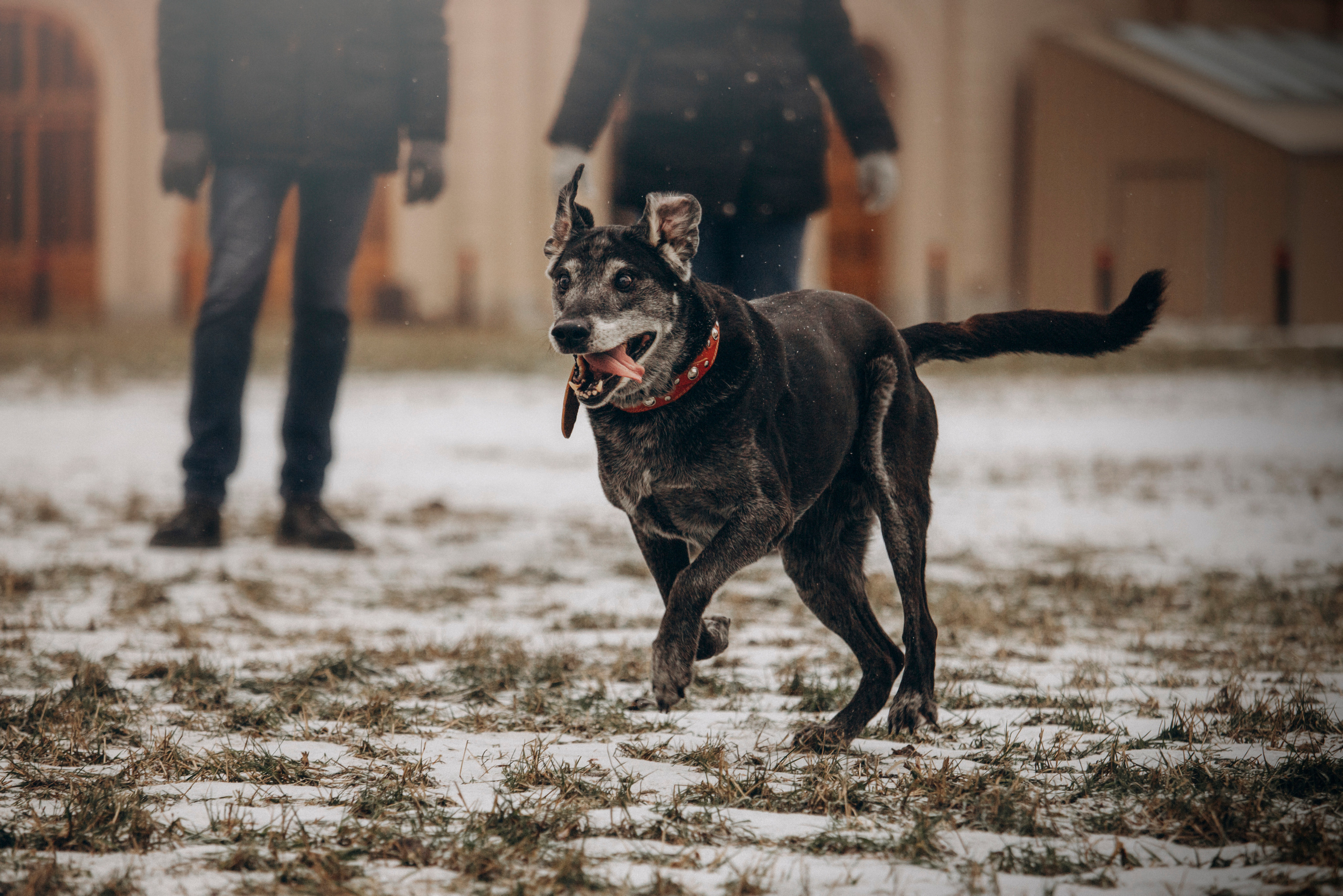 Ангус и его семья. Фотограф — Анималист | Санкт-Петербург