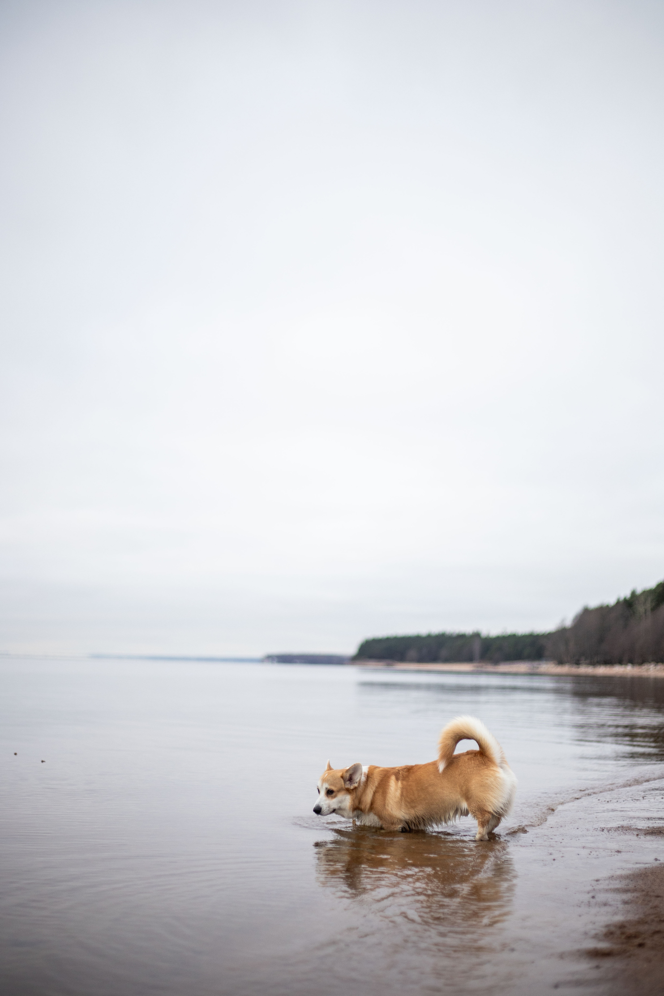 Барни и его семья. Фотограф — Анималист | Санкт-Петербург
