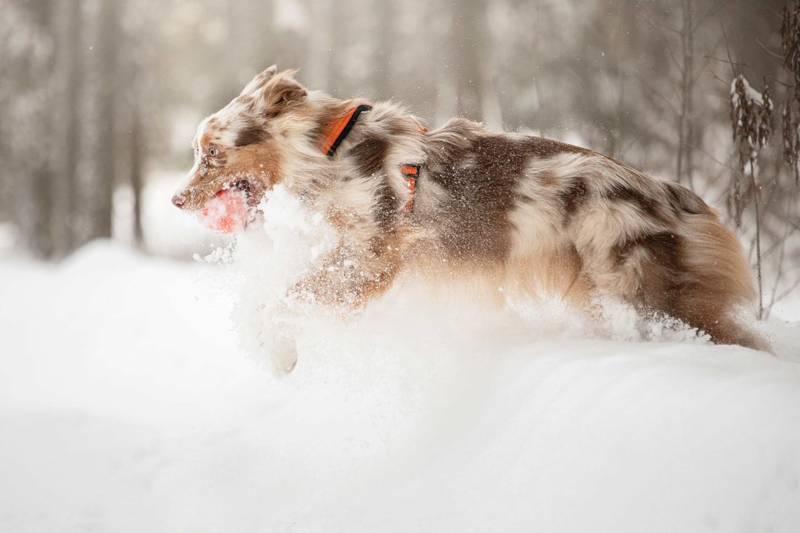 Делик, Скай и их семья. Фотограф — Анималист | Санкт-Петербург
