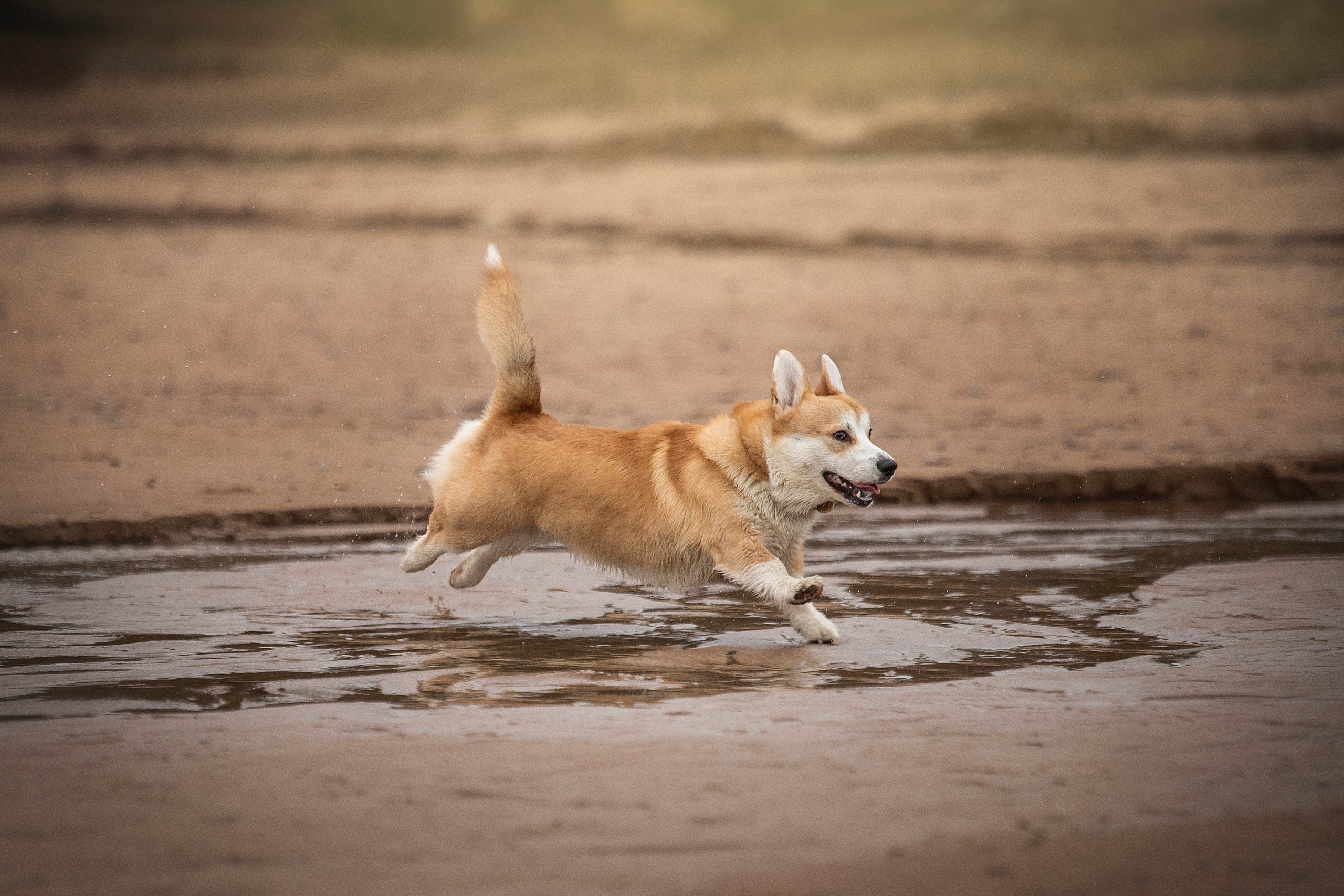 Барни и его семья. Фотограф — Анималист | Санкт-Петербург