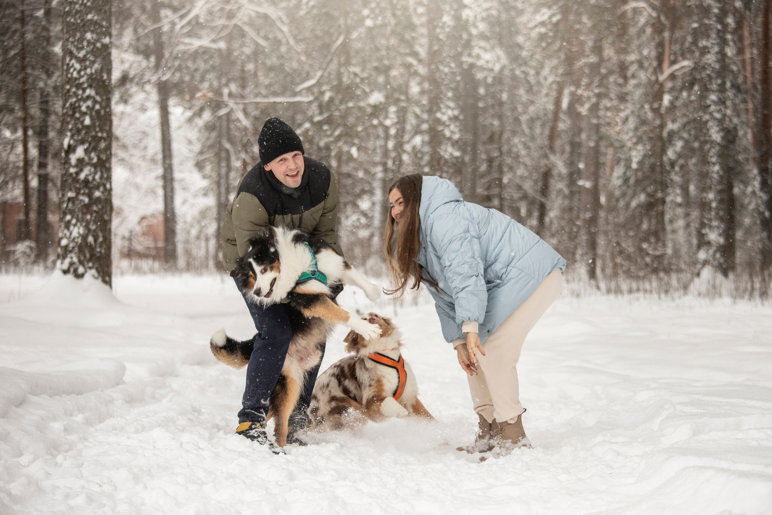 Делик, Скай и их семья. Фотограф — Анималист | Санкт-Петербург
