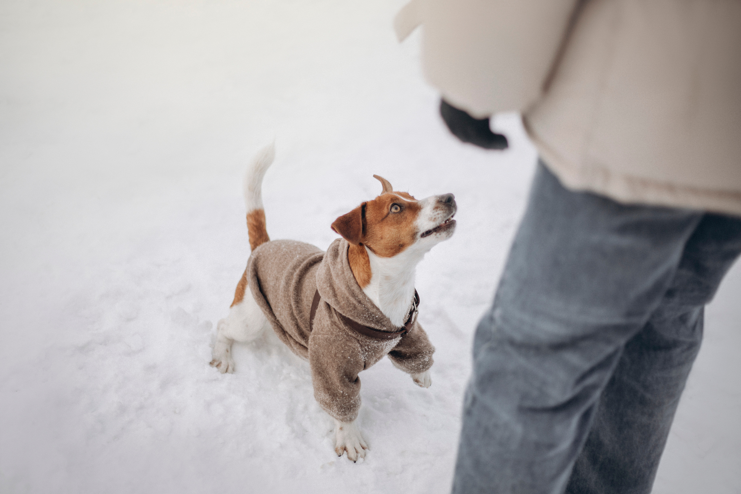 Даша и Бакс. Фотограф — Анималист | Санкт-Петербург