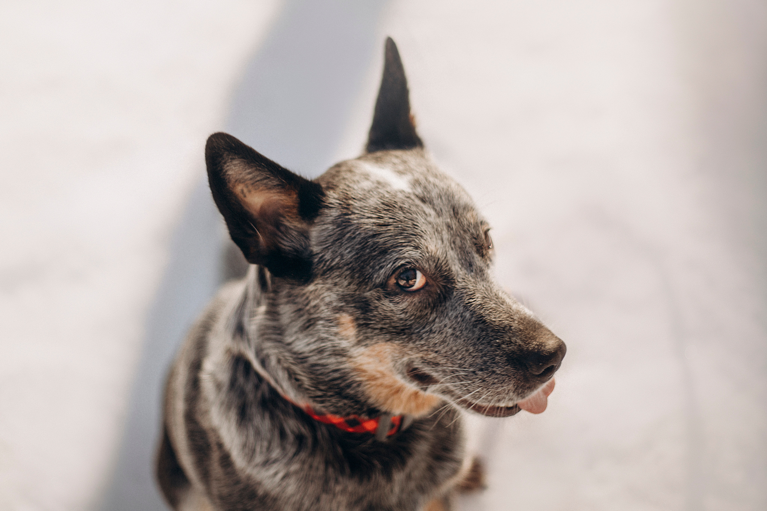 Оля и Мотя. Фотограф — Анималист | Санкт-Петербург