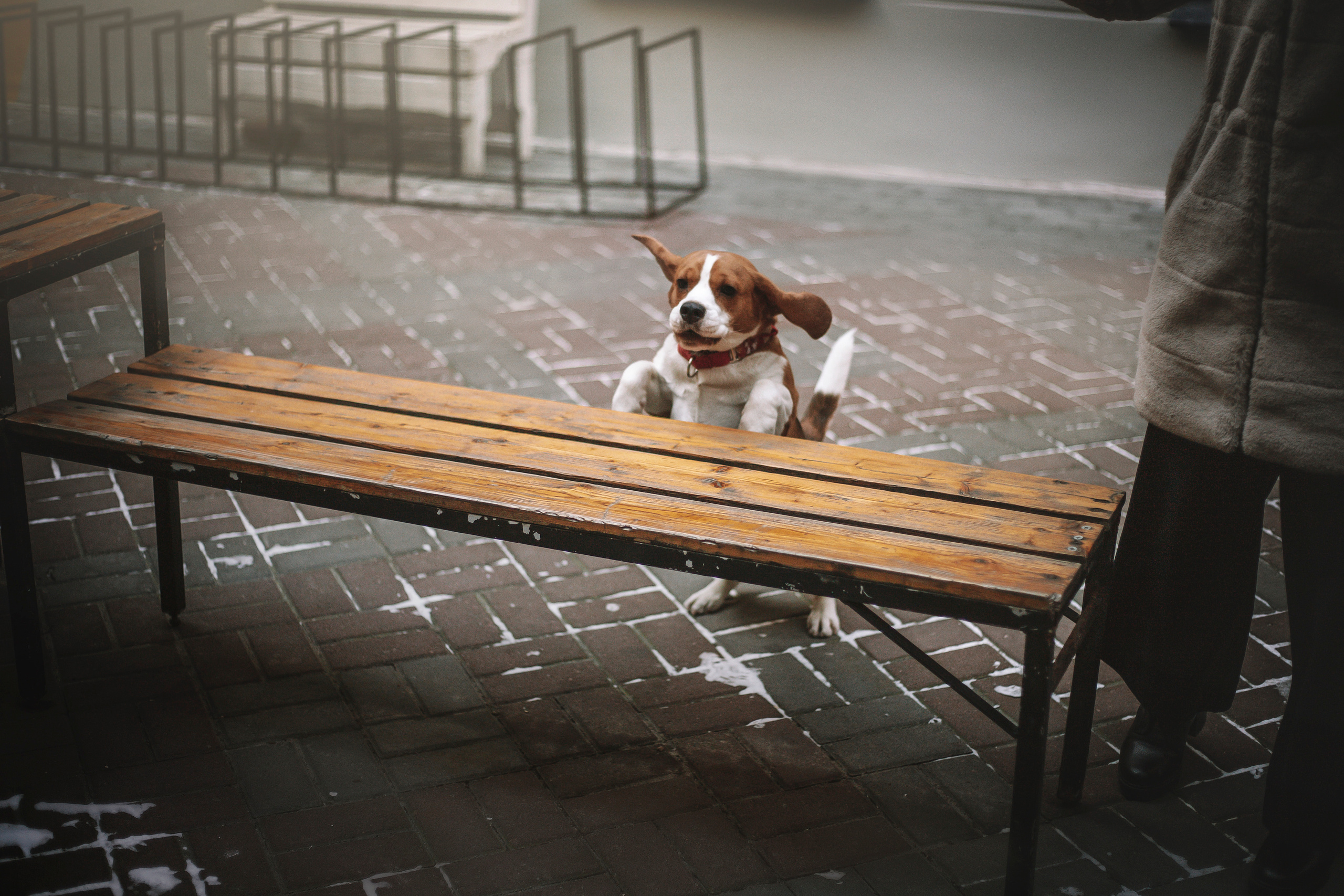 Полина и Бетти. Фотограф — Анималист | Санкт-Петербург
