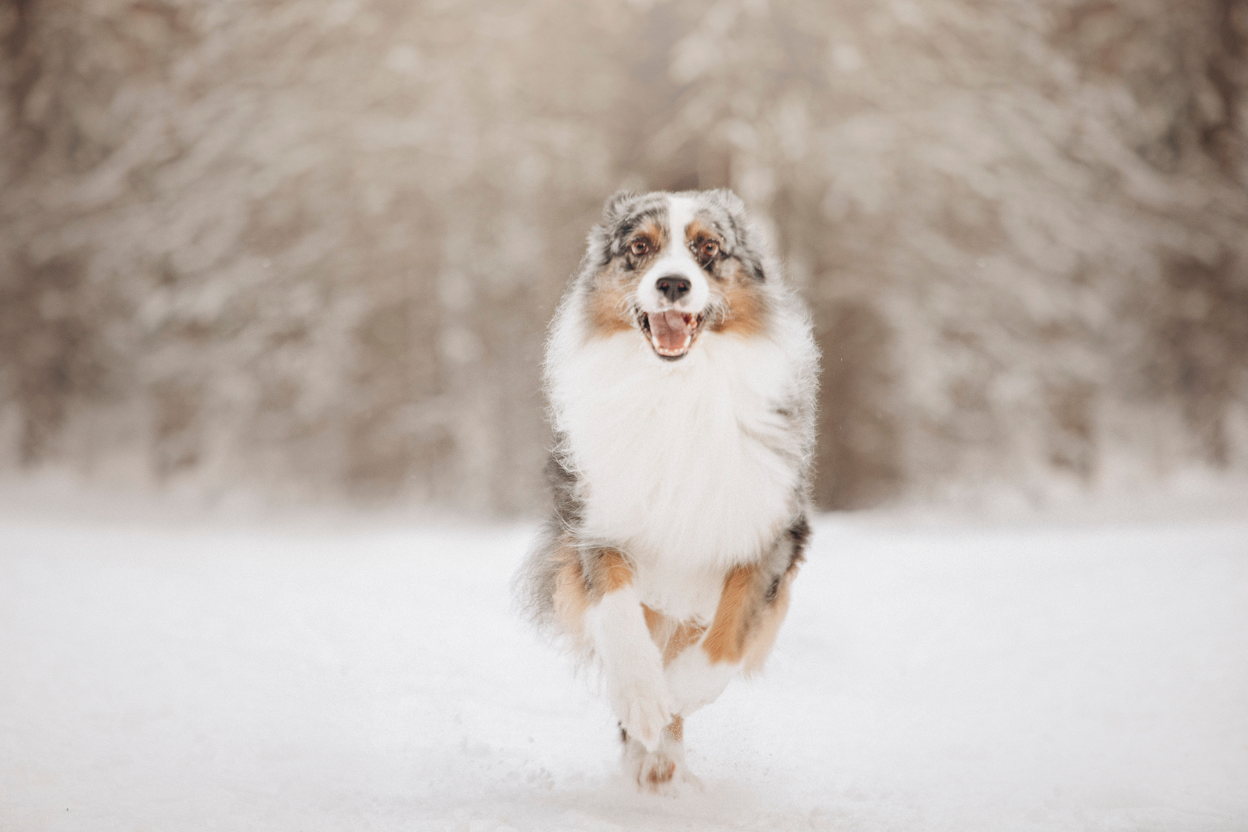 Айк и его семья. Фотограф — Анималист | Санкт-Петербург