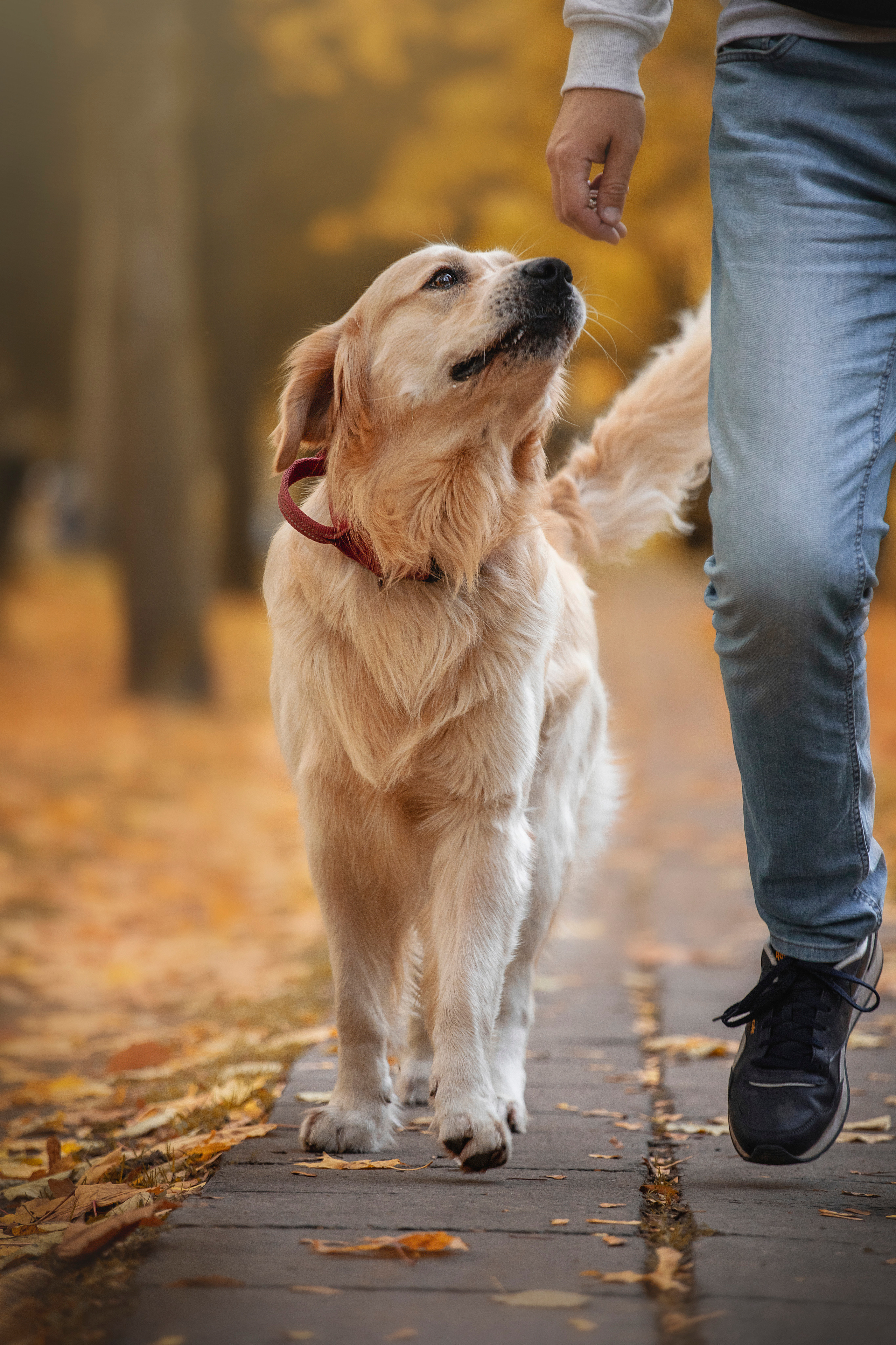 Лёвушка и его семья. Фотограф — Анималист | Санкт-Петербург