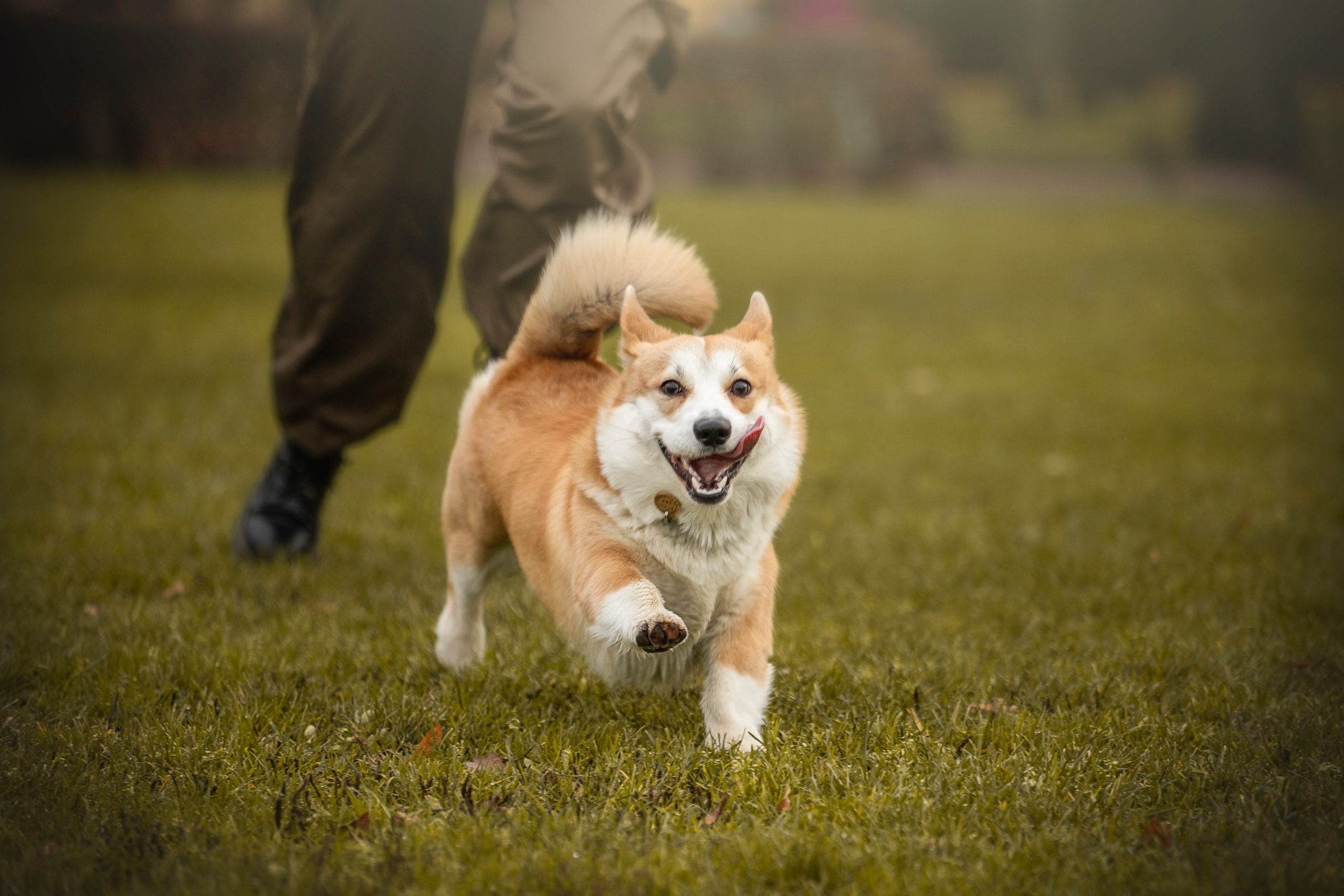 Барни и его семья. Фотограф — Анималист | Санкт-Петербург