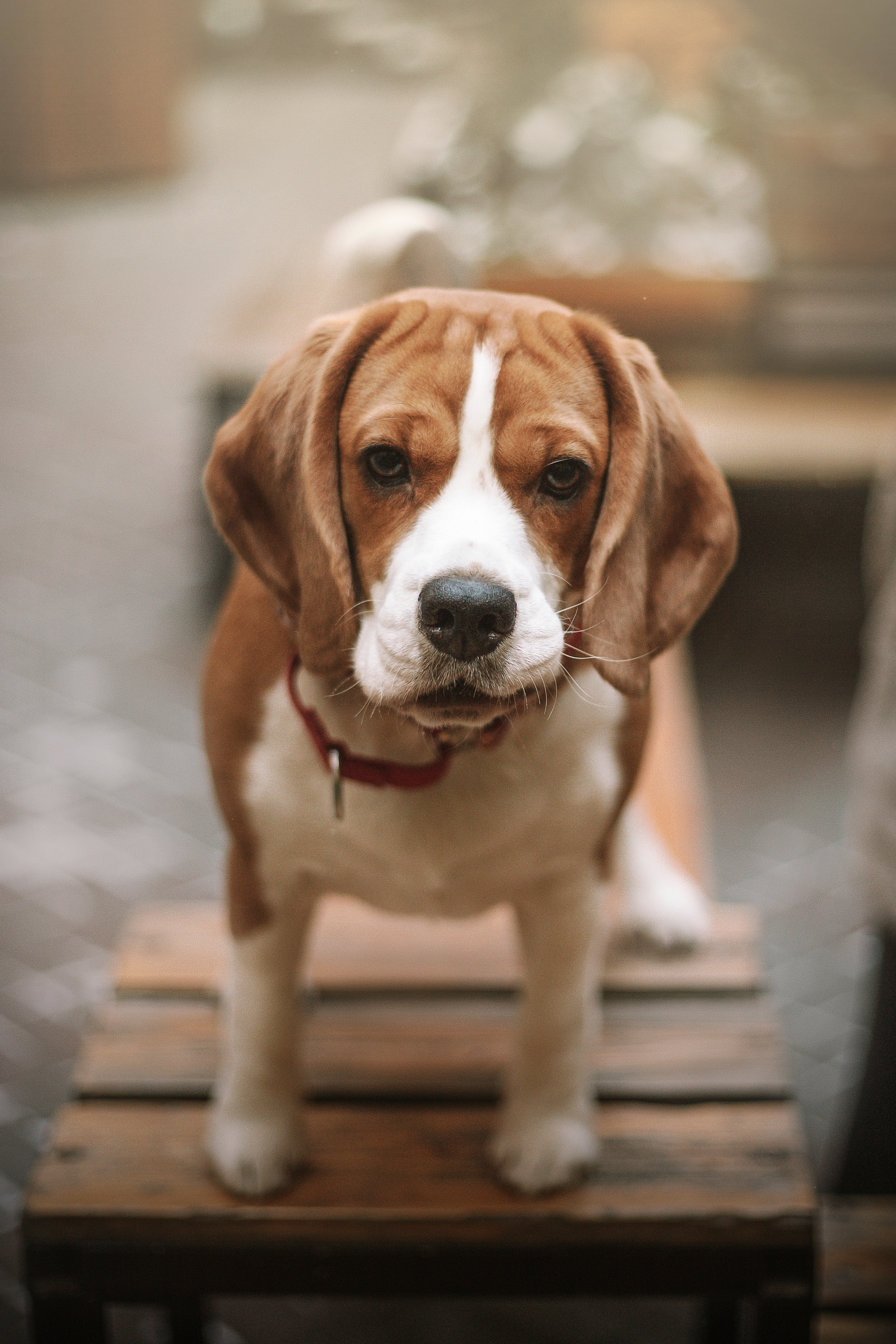 Полина и Бетти. Фотограф — Анималист | Санкт-Петербург