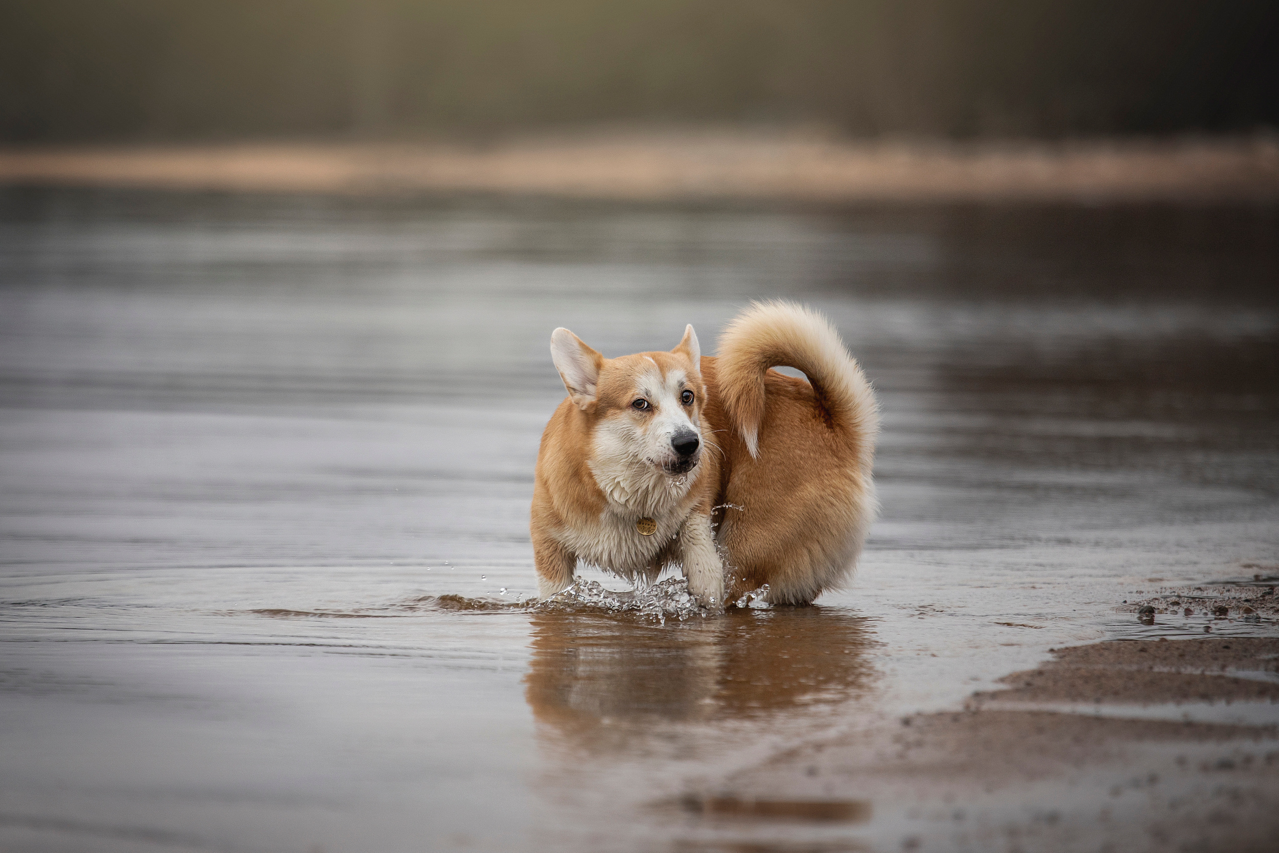 Барни и его семья. Фотограф — Анималист | Санкт-Петербург