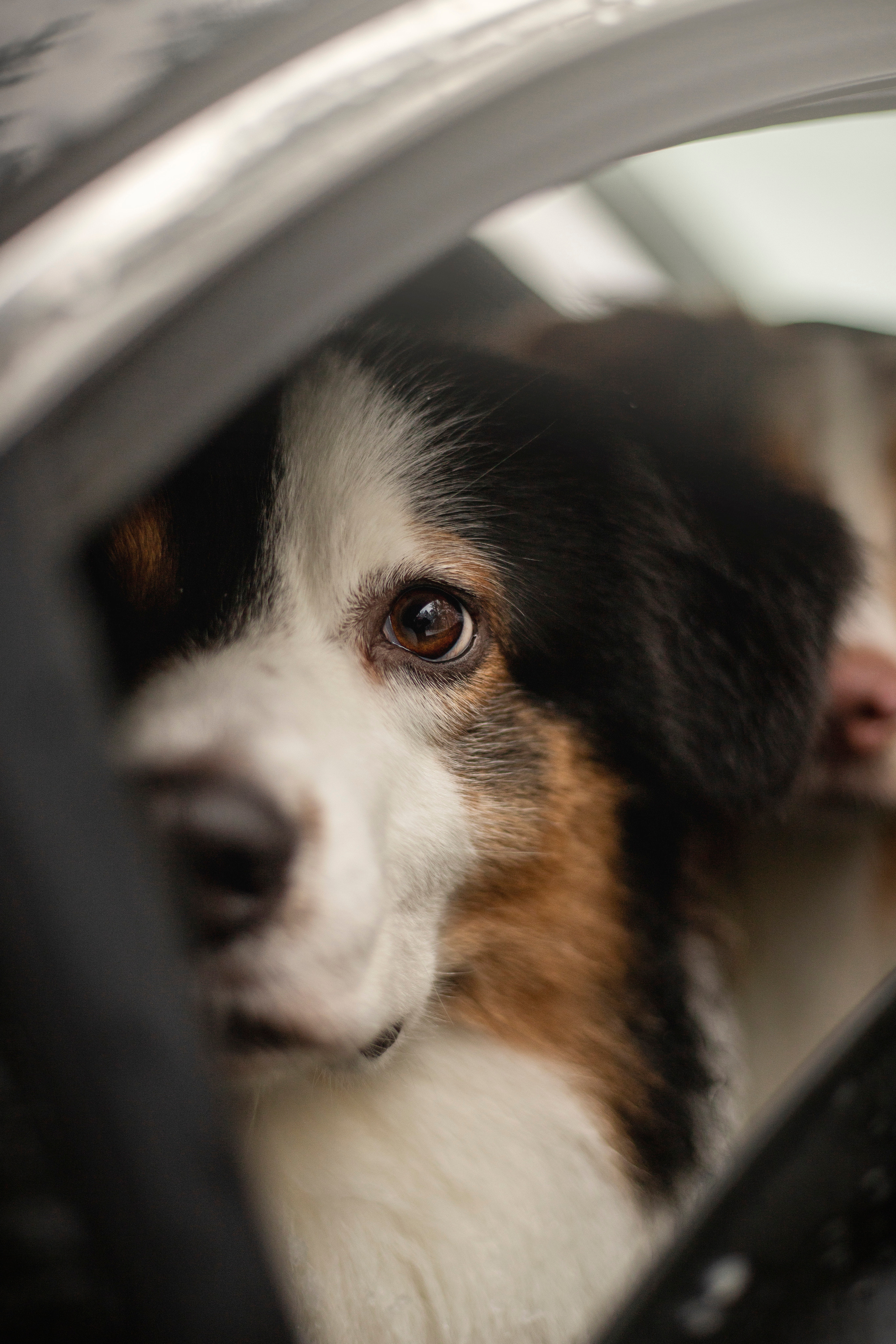 Делик, Скай и их семья. Фотограф — Анималист | Санкт-Петербург