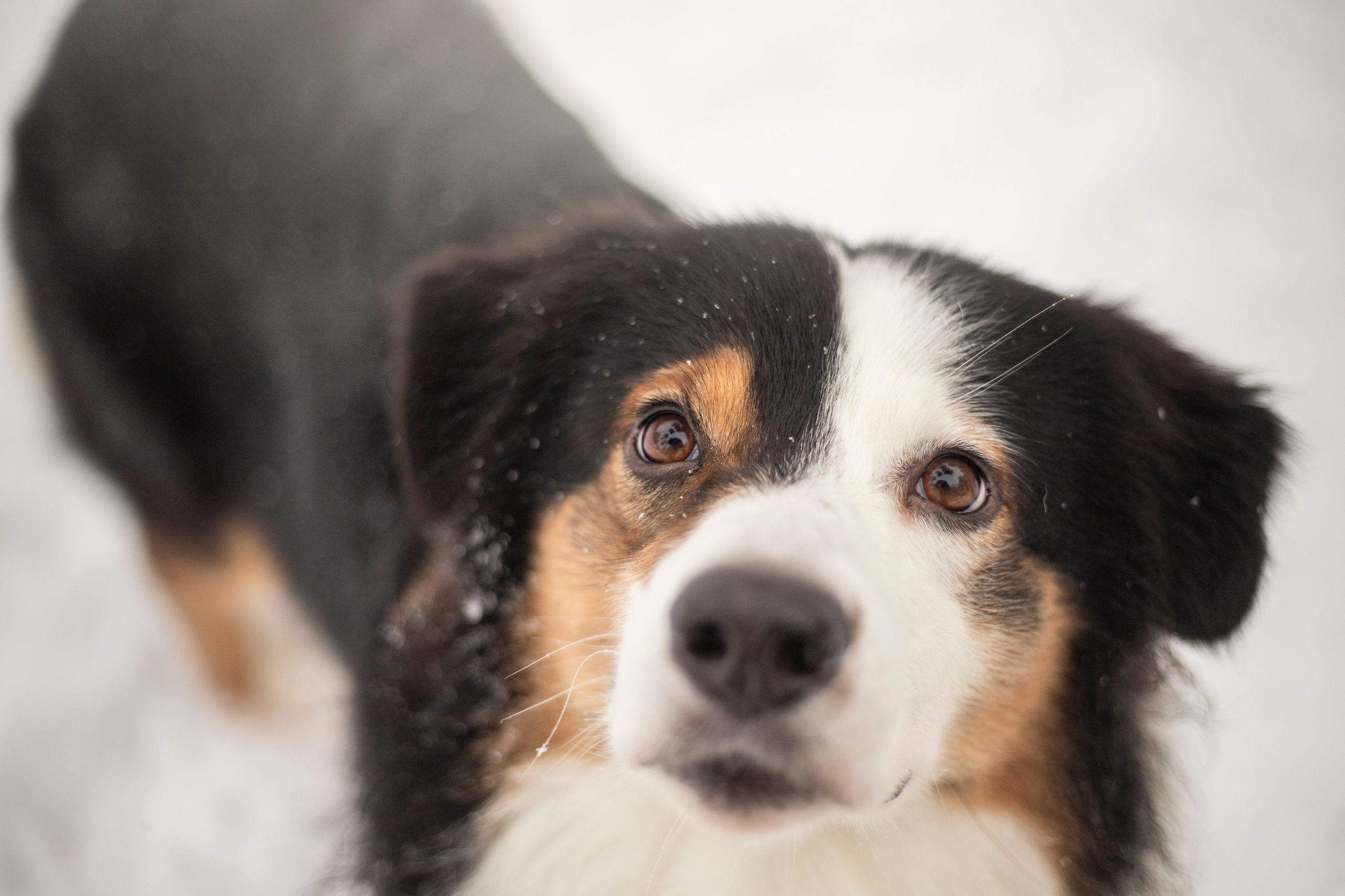 Делик, Скай и их семья. Фотограф — Анималист | Санкт-Петербург