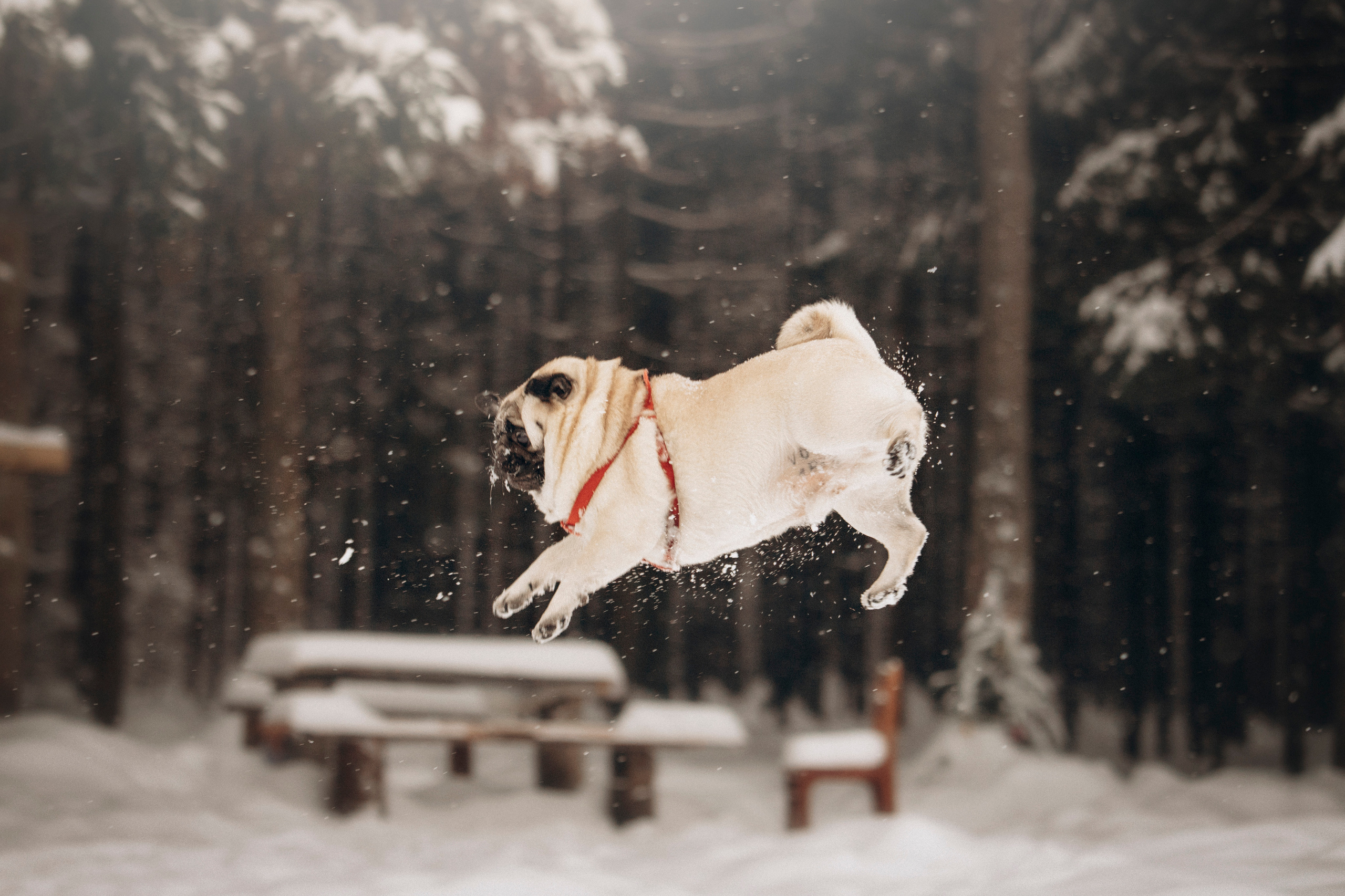 Марго, Степа и их семья. Фотограф — Анималист | Санкт-Петербург