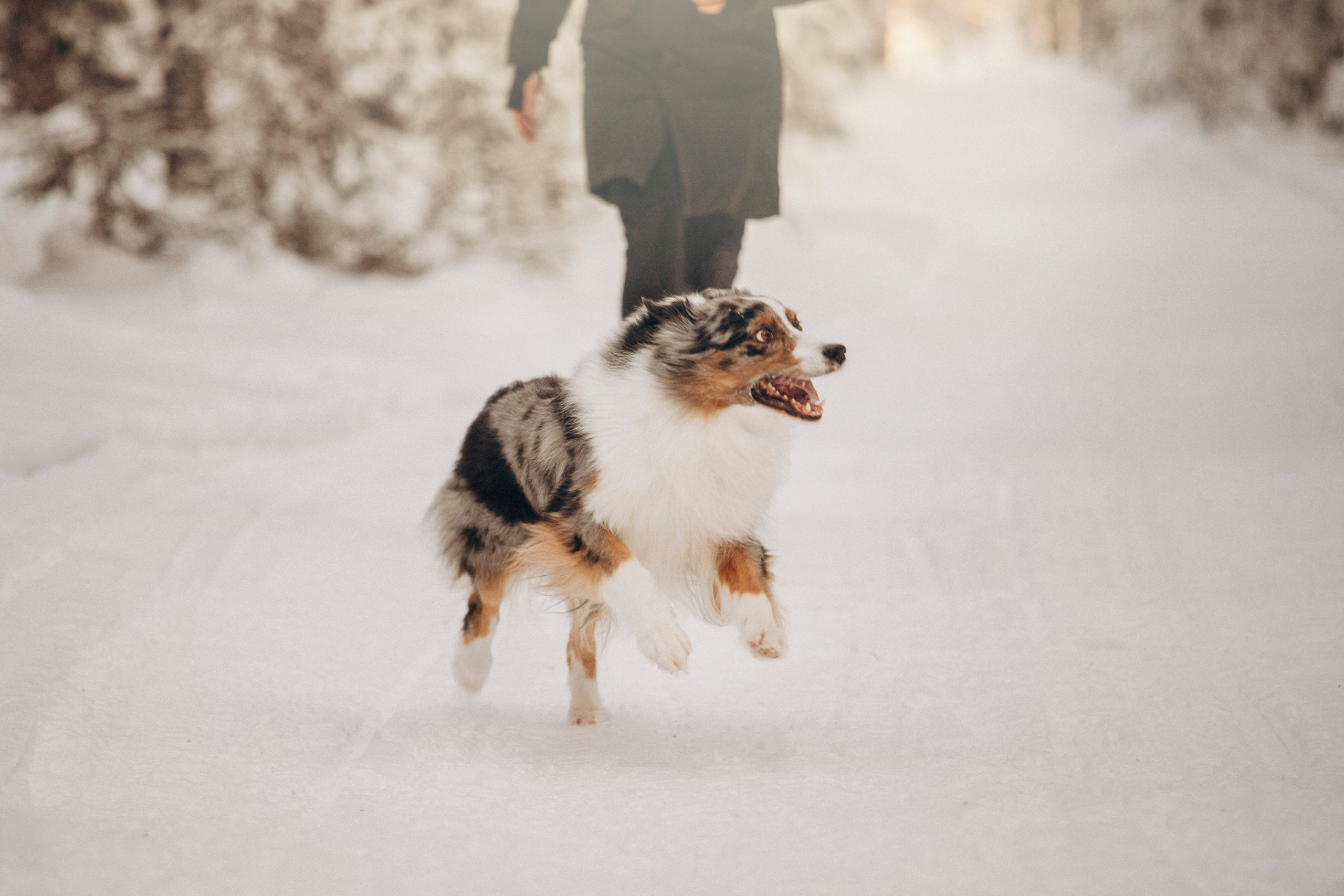 Айк и его семья. Фотограф — Анималист | Санкт-Петербург
