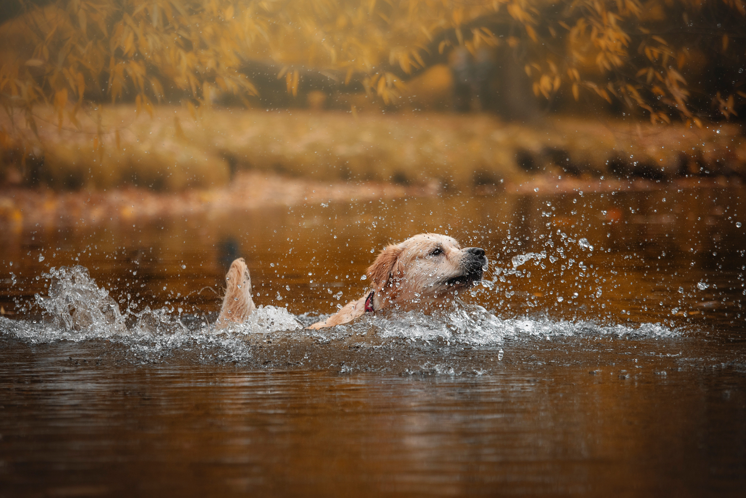 Лёвушка и его семья. Фотограф — Анималист | Санкт-Петербург