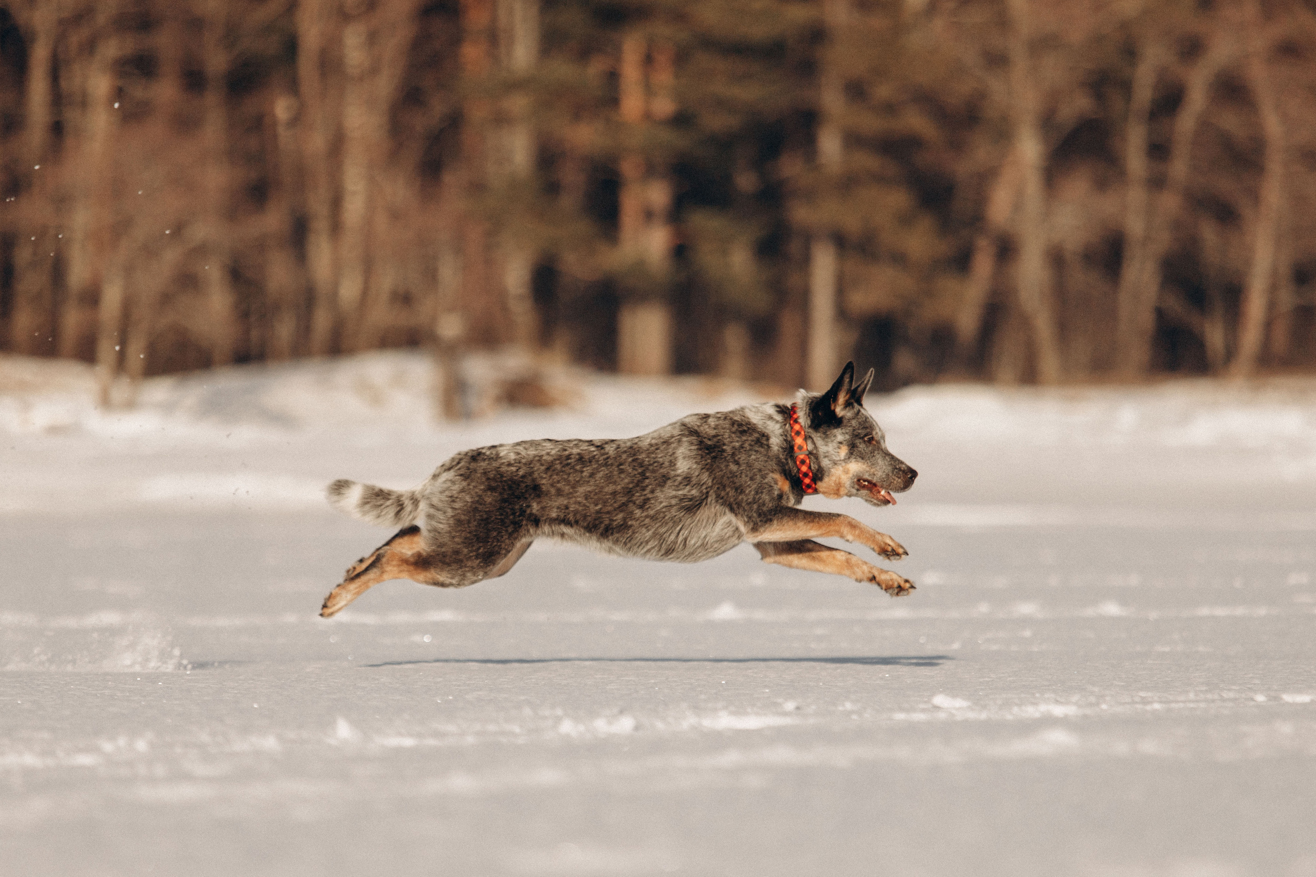 Оля и Мотя. Фотограф — Анималист | Санкт-Петербург